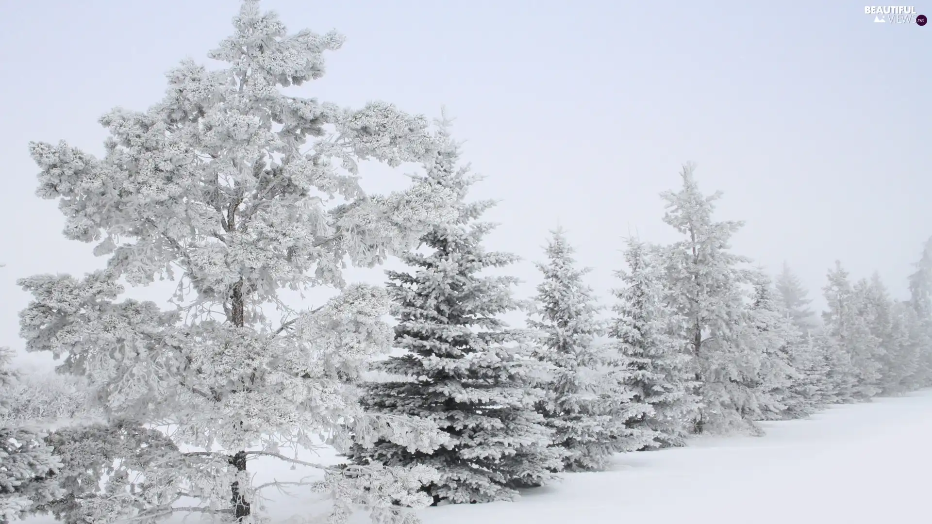 snow, forest, Frost, drifts