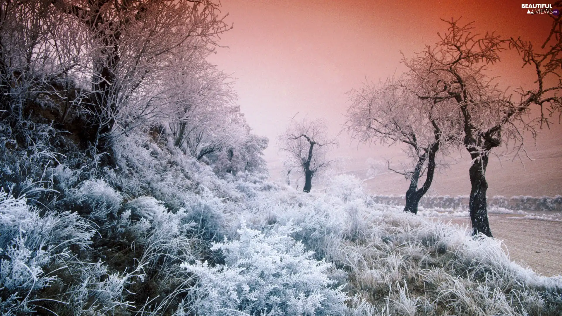 trees, slope, White frost, Way, viewes, Bush