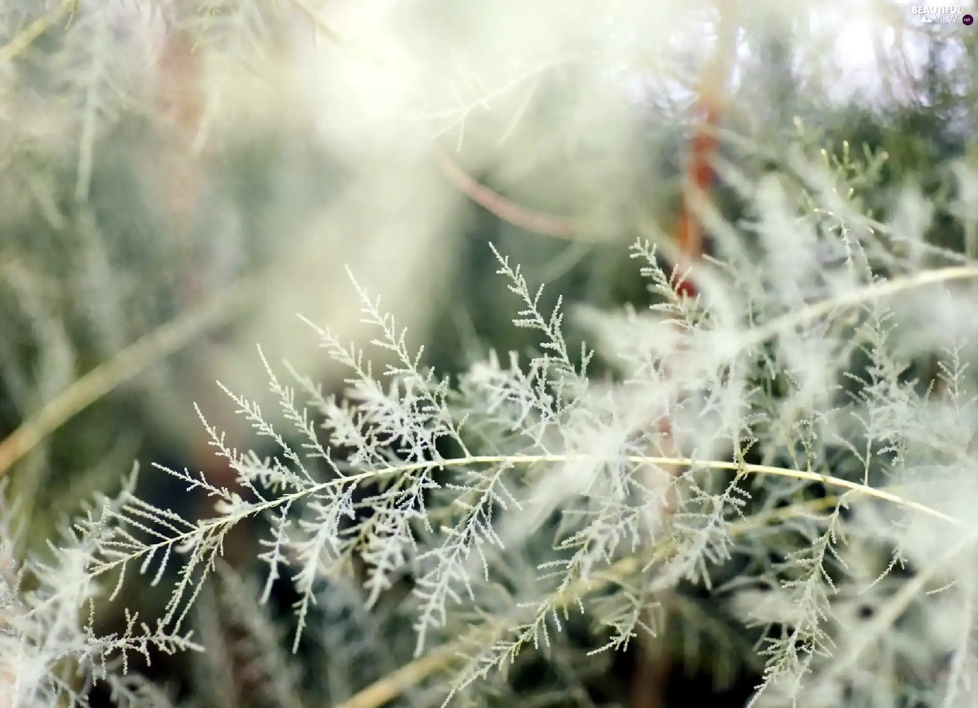 grass, White frost