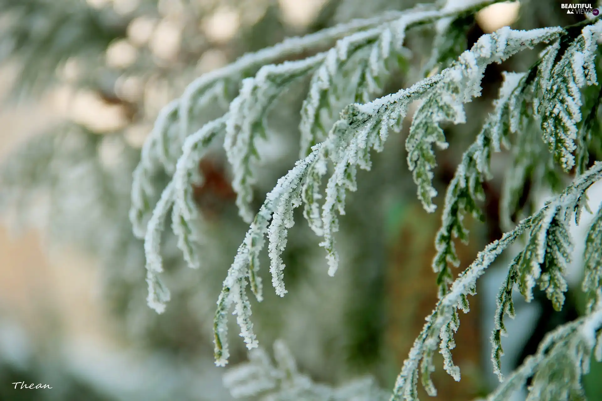 Frost, thuja, winter