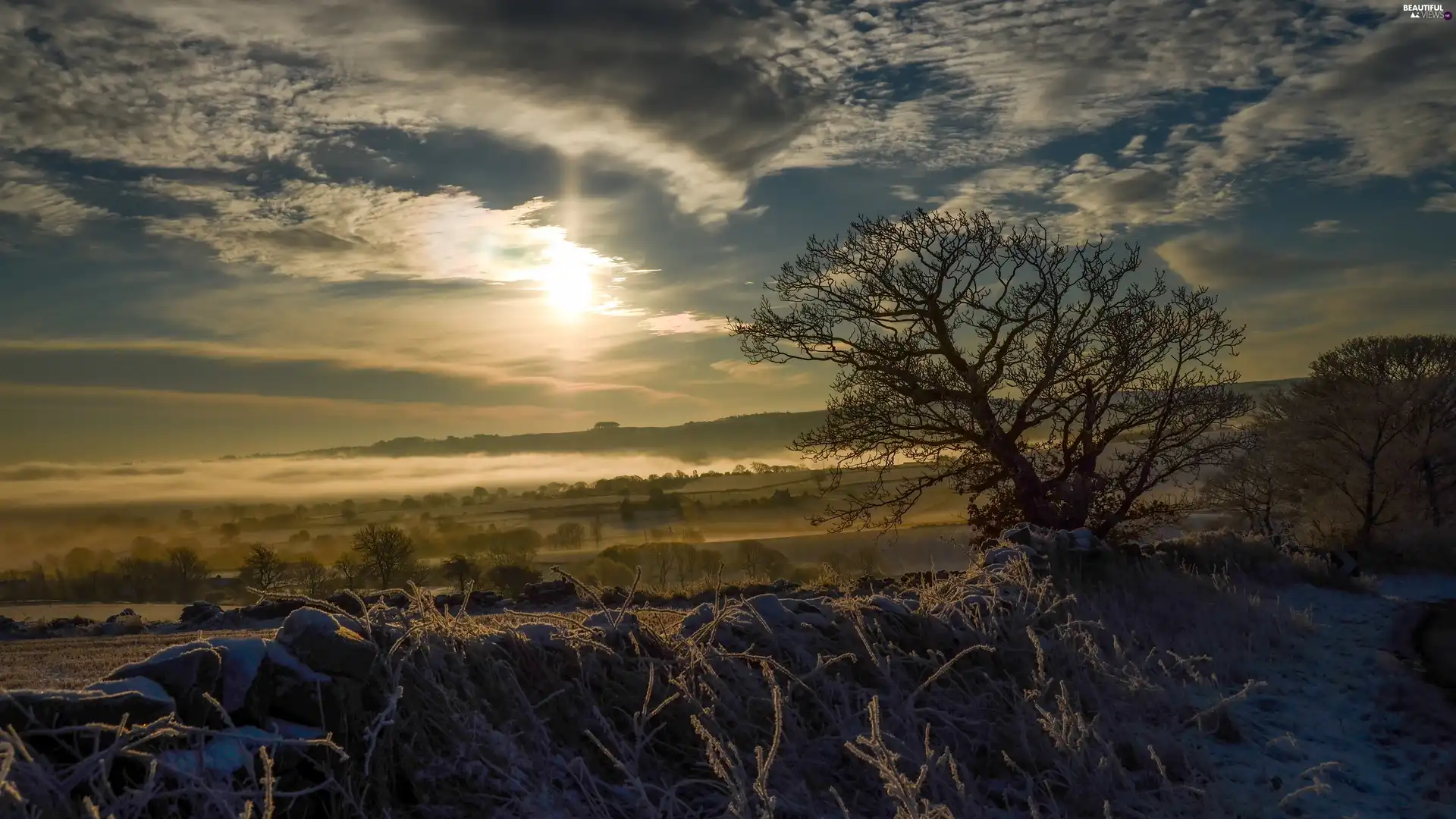 frosted, grass, clouds, trees, Great Sunsets, snow, winter, viewes