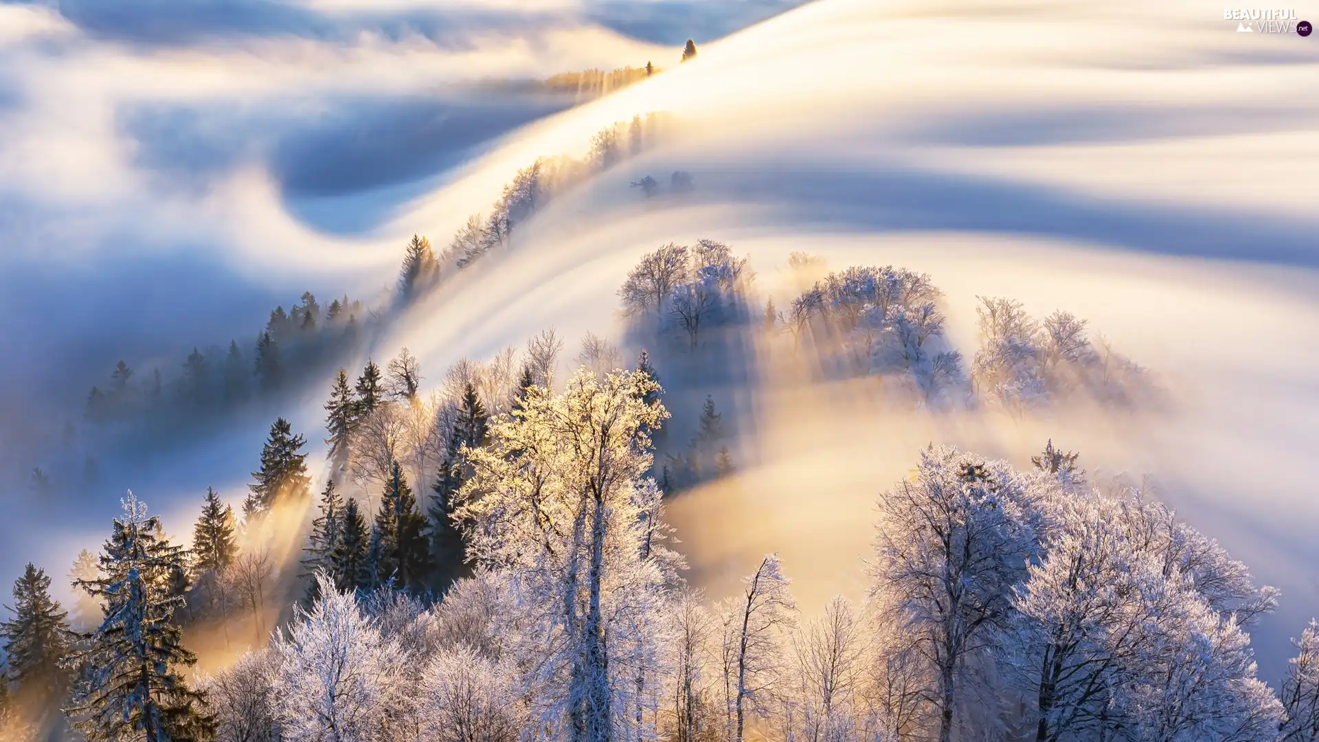 trees, winter, Fog, frosty, Mountains, viewes, Sunrise