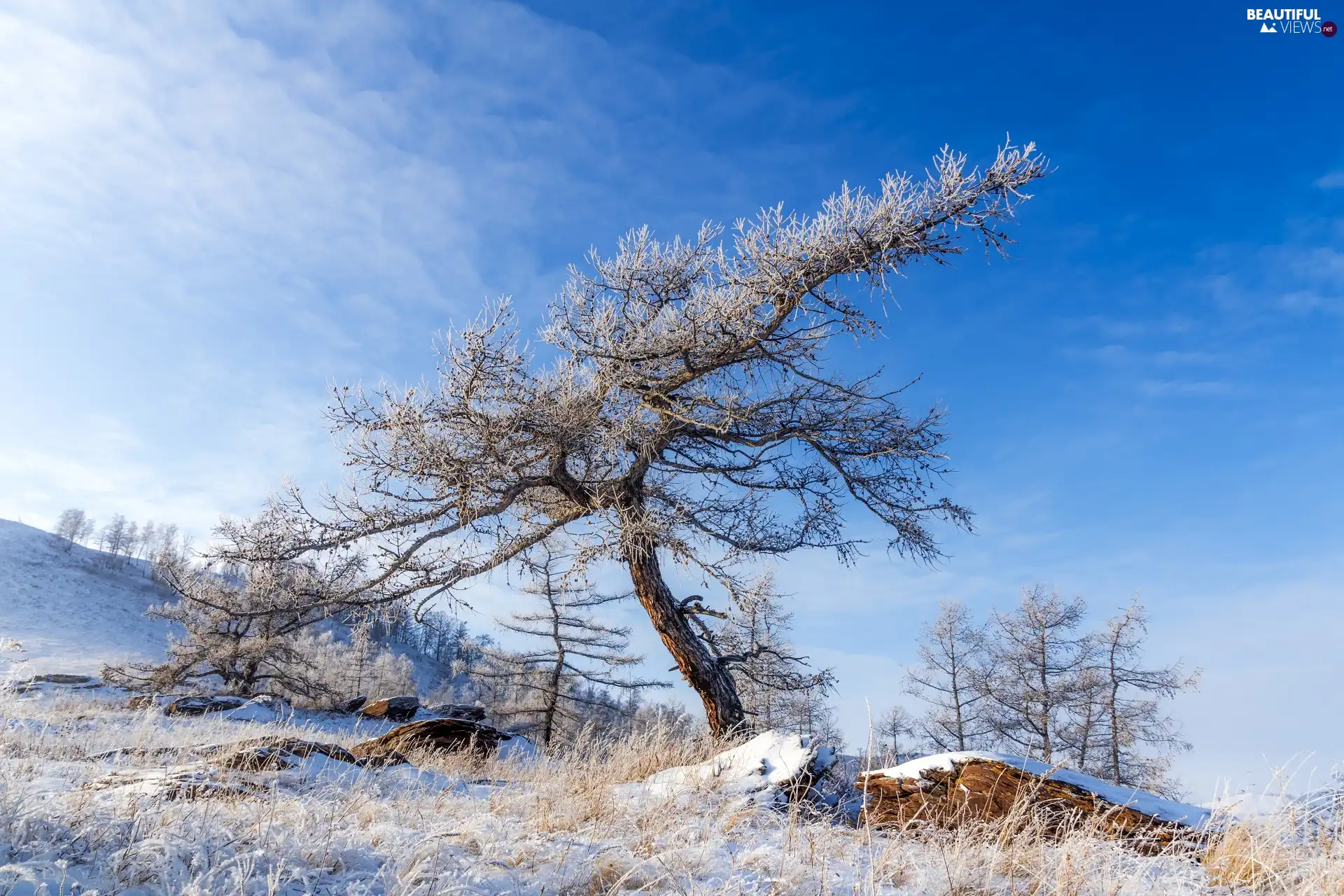 trees, snow, grass, frosty, winter, viewes, Stones