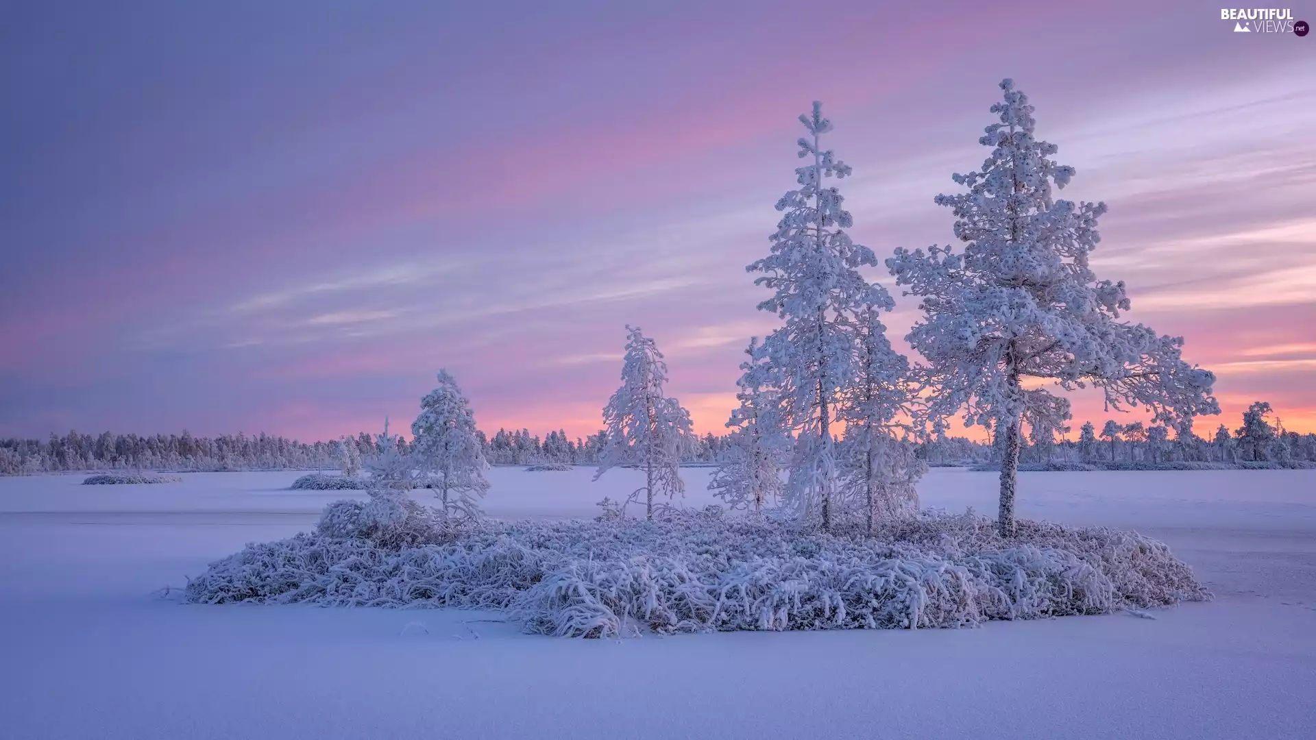 grass, frosty, trees, viewes, winter