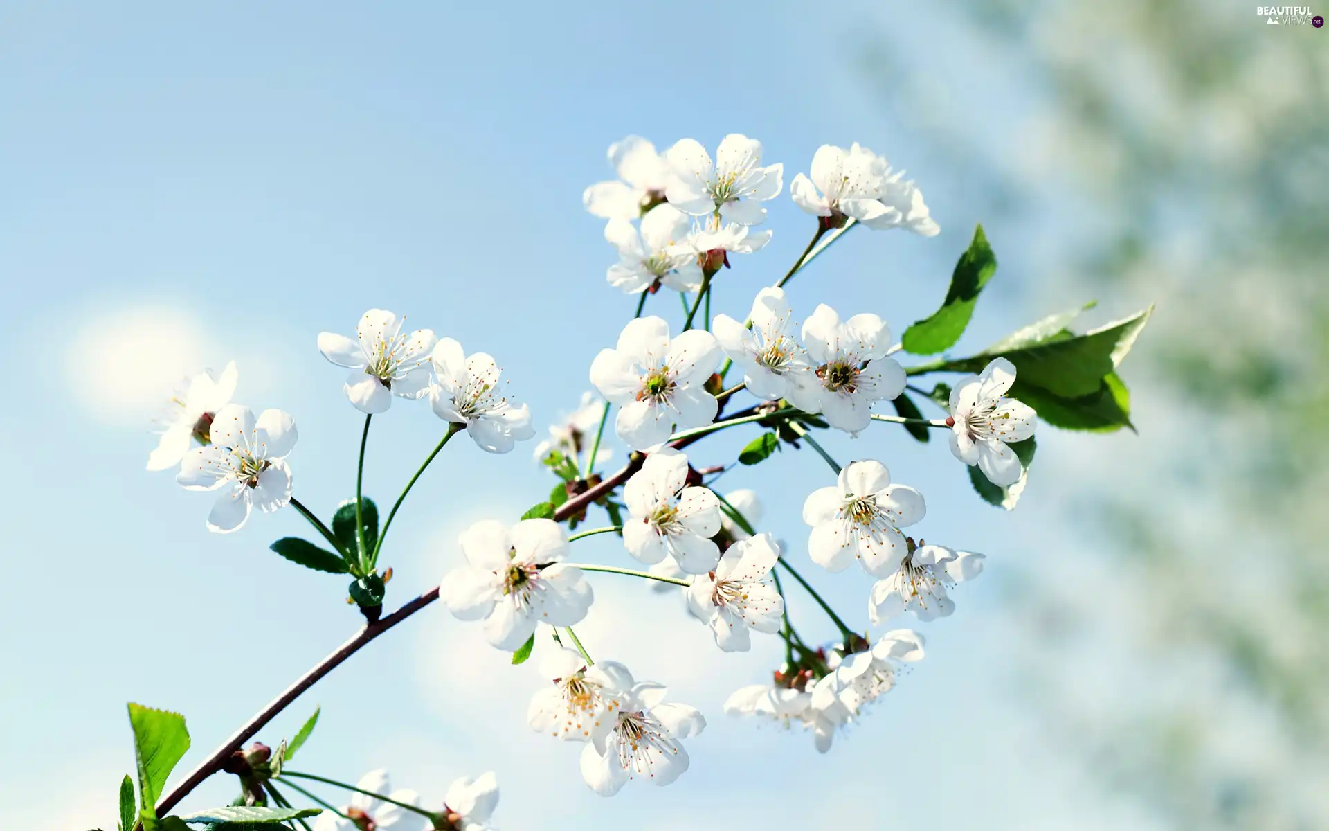 Blossoming, trees, fruit, twig