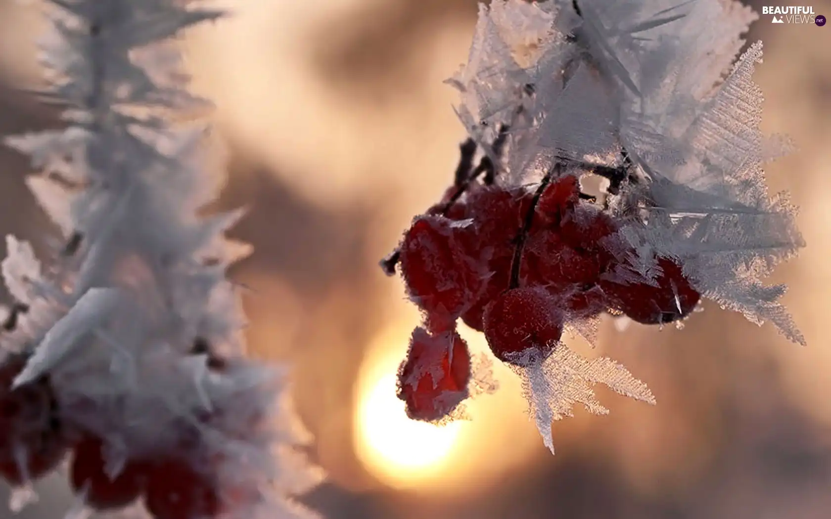 winter, Icecream, Fruits, snow