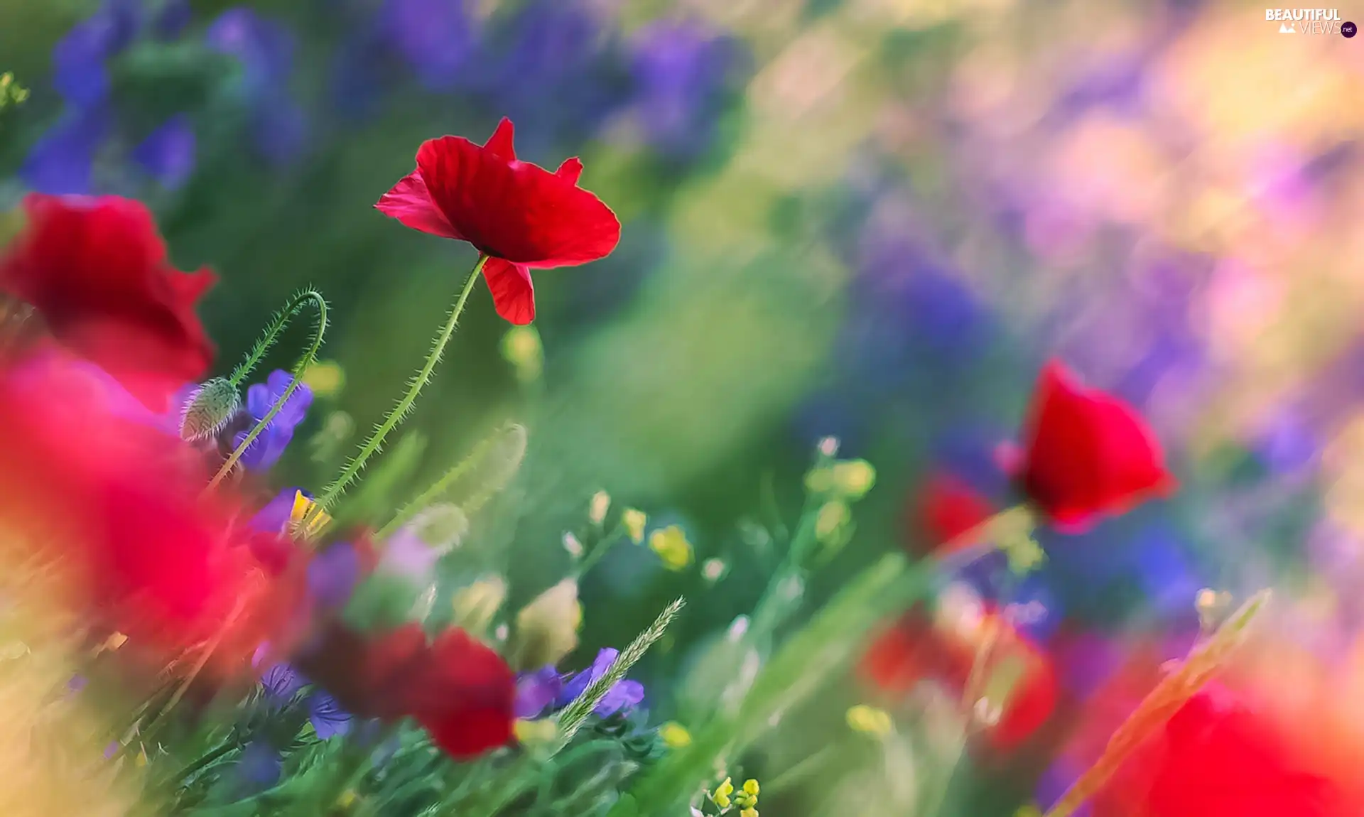 fuzzy, background, Flowers, papavers, Meadow