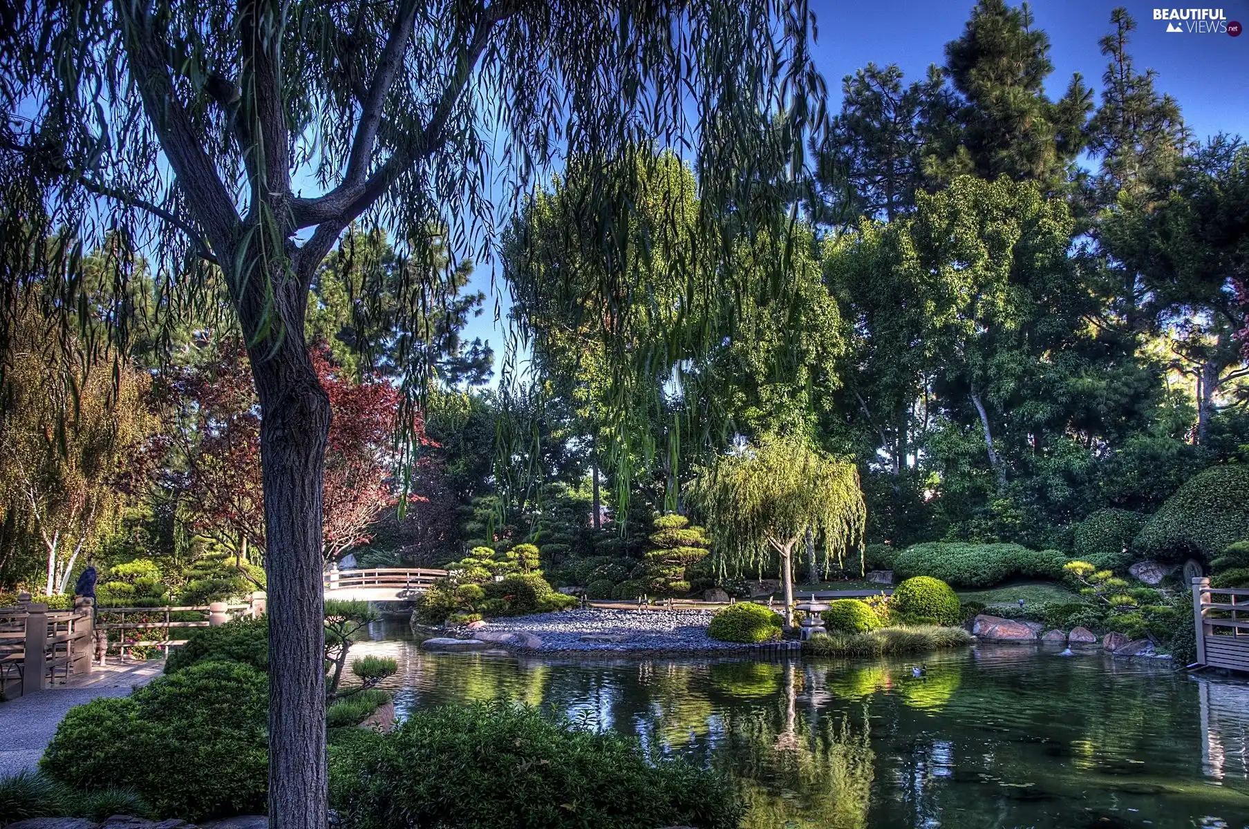 Pond - car, japanese, Garden