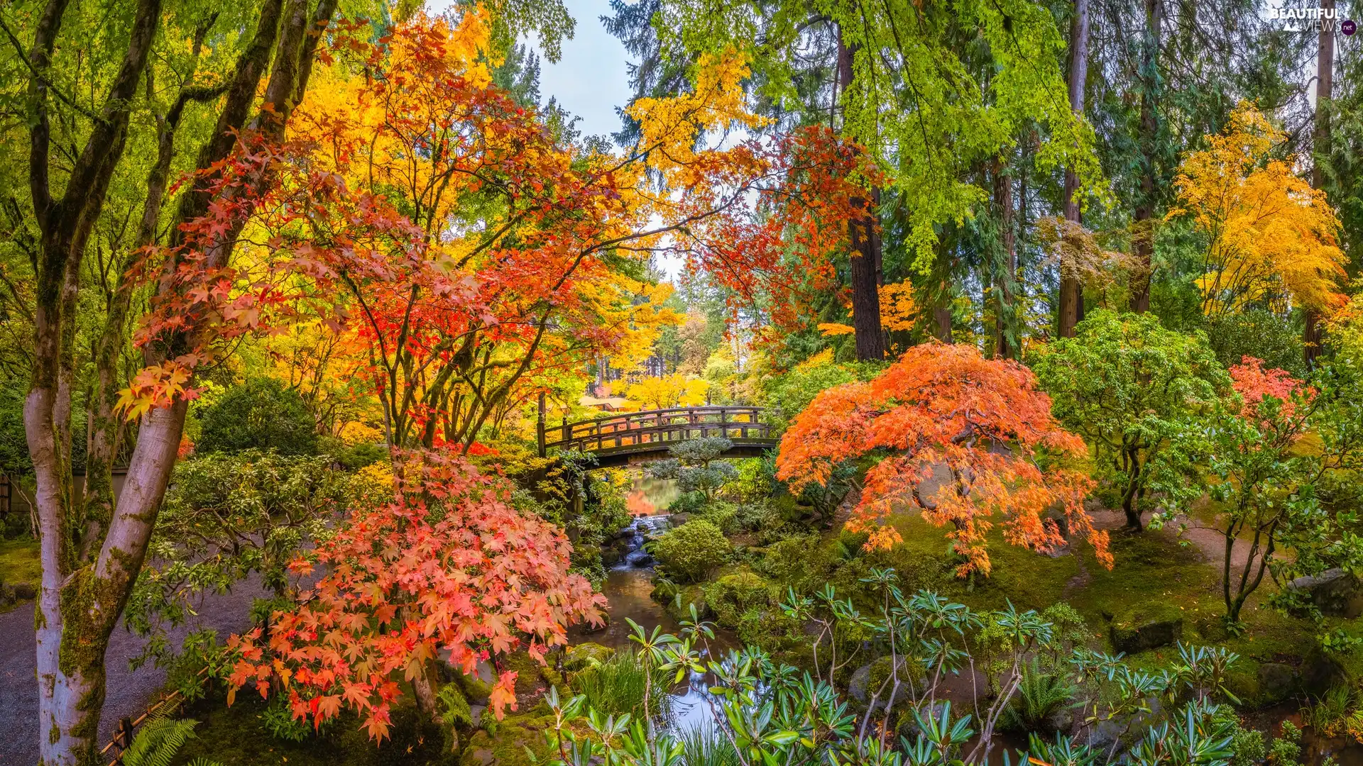 viewes, Oregon, Japanese Garden, Coloured, autumn, The United States, Portland, bridges, VEGETATION, trees
