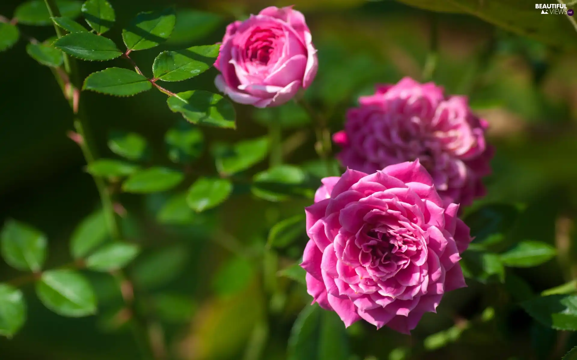 roses, Garden