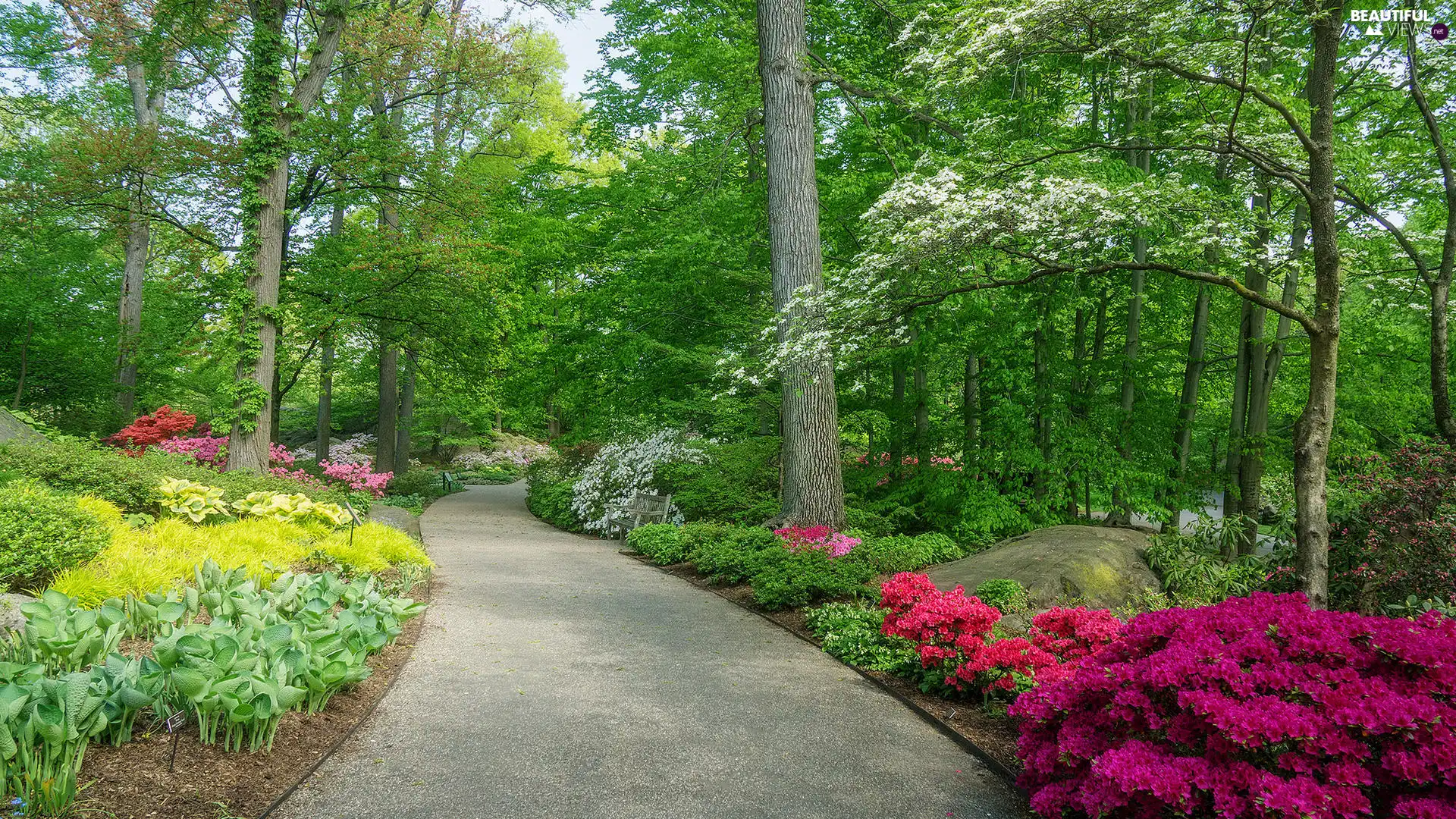 Garden, Park, Way, flourishing, bench, Spring, viewes, Azaleas, trees
