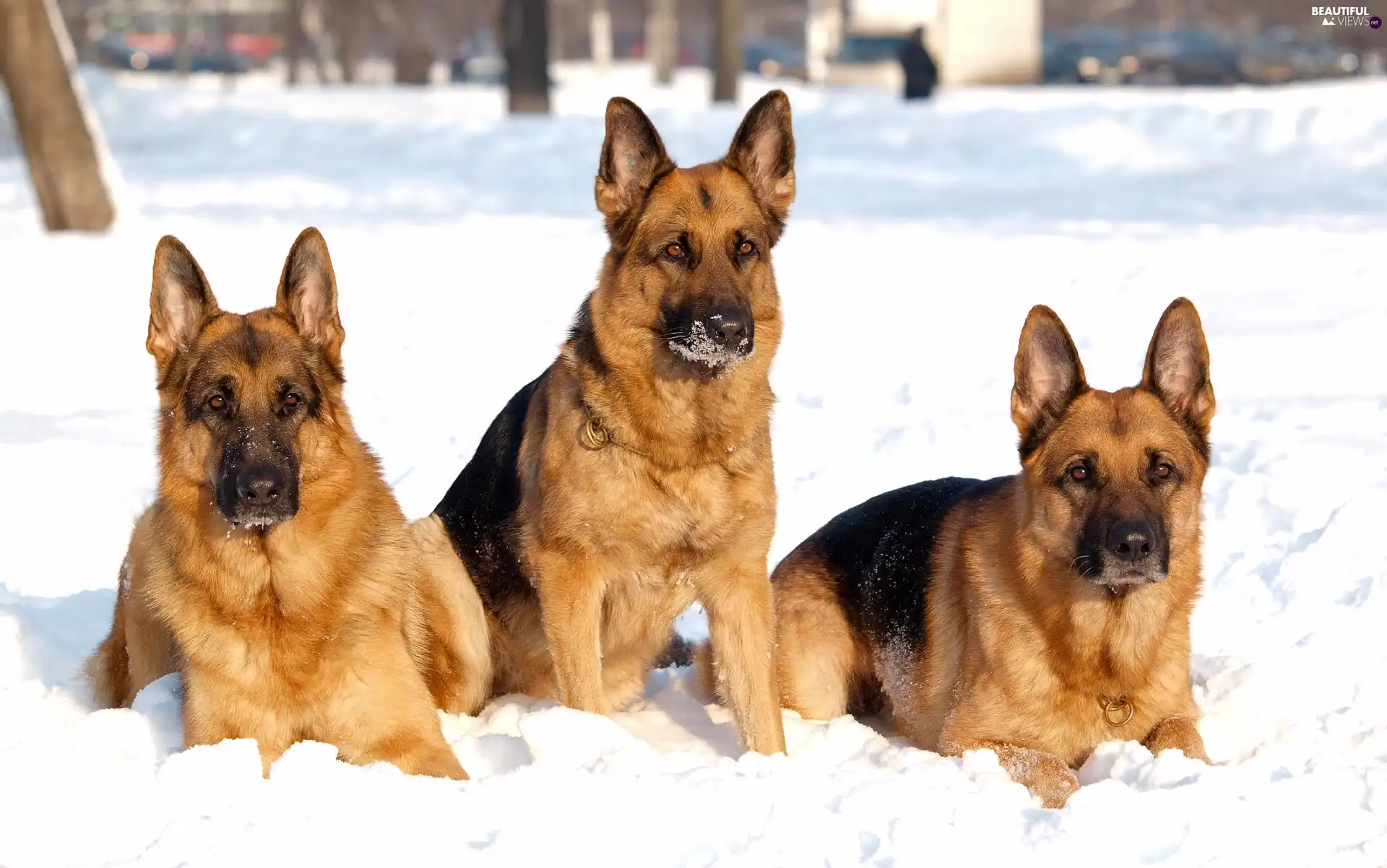 winter, Shepherds, German, Three