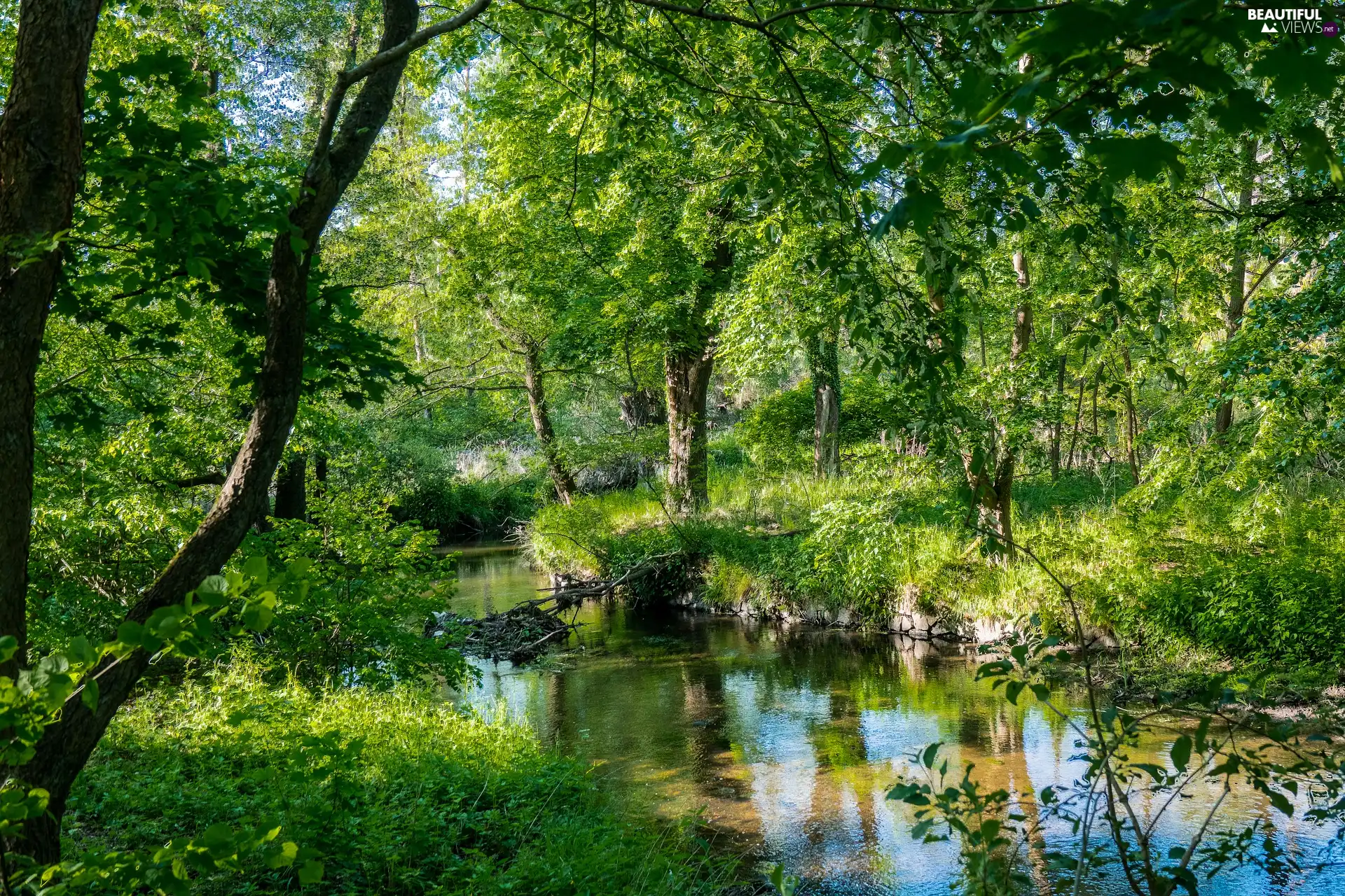 trees, forest, sunny, glamour, viewes, River