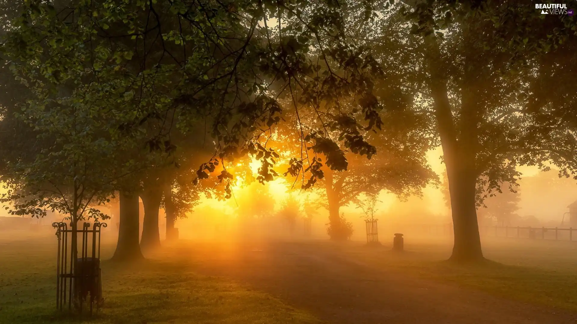 viewes, Way, sunny, glamour, Fog, trees