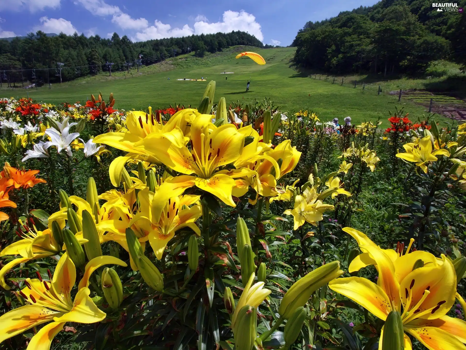 gliders, lilies, Meadow