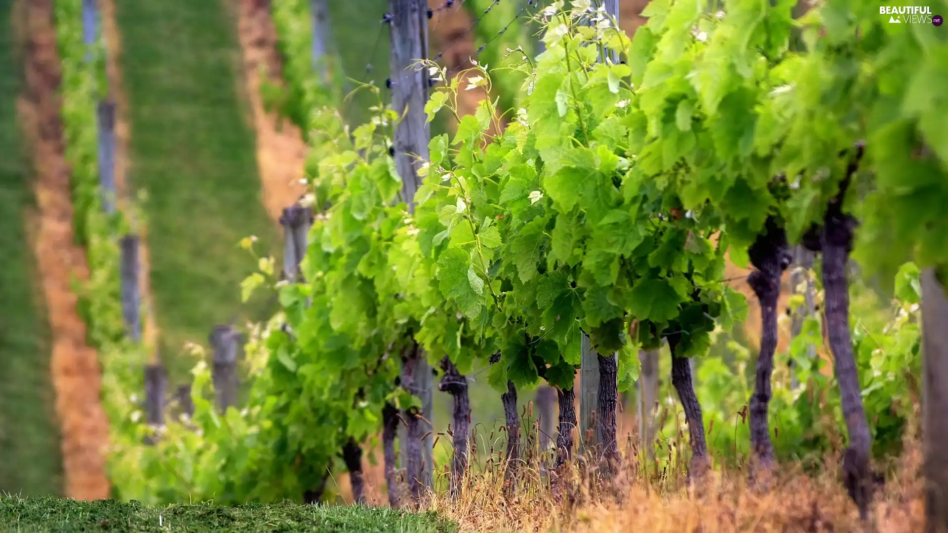 plantation, grapes