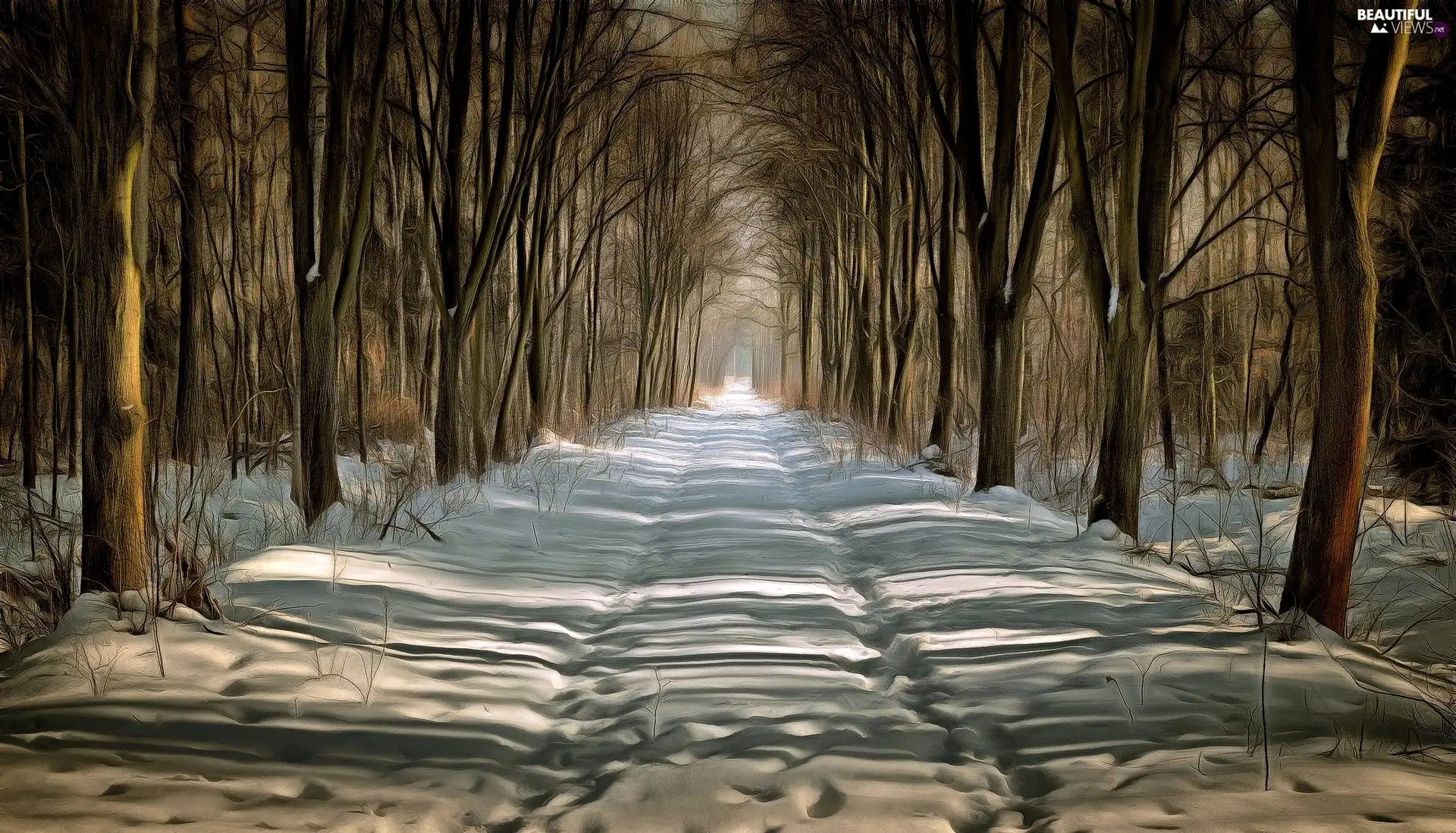 trees, winter, Way, graphics, viewes, forest