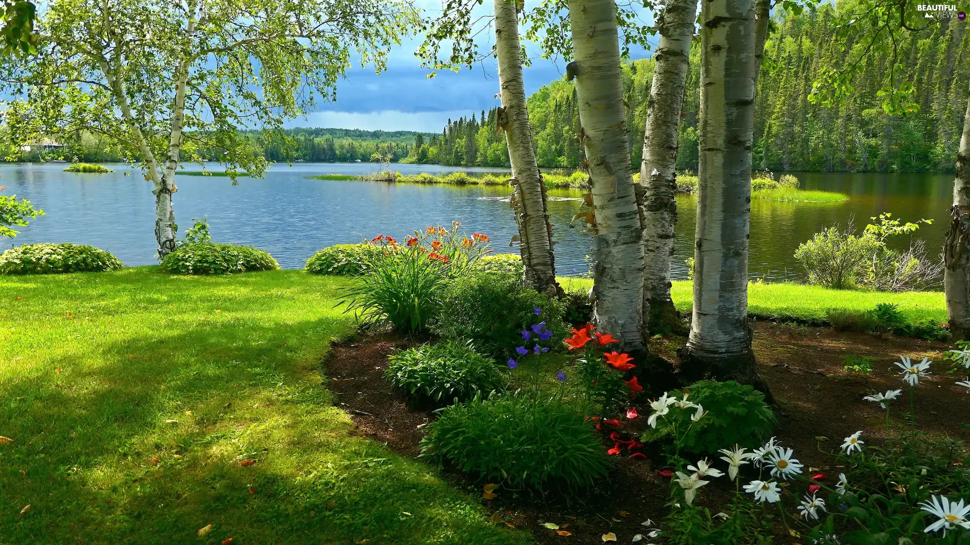 grass, lake, Leaf, trees, Flowers, Rabatka, birch, color, viewes