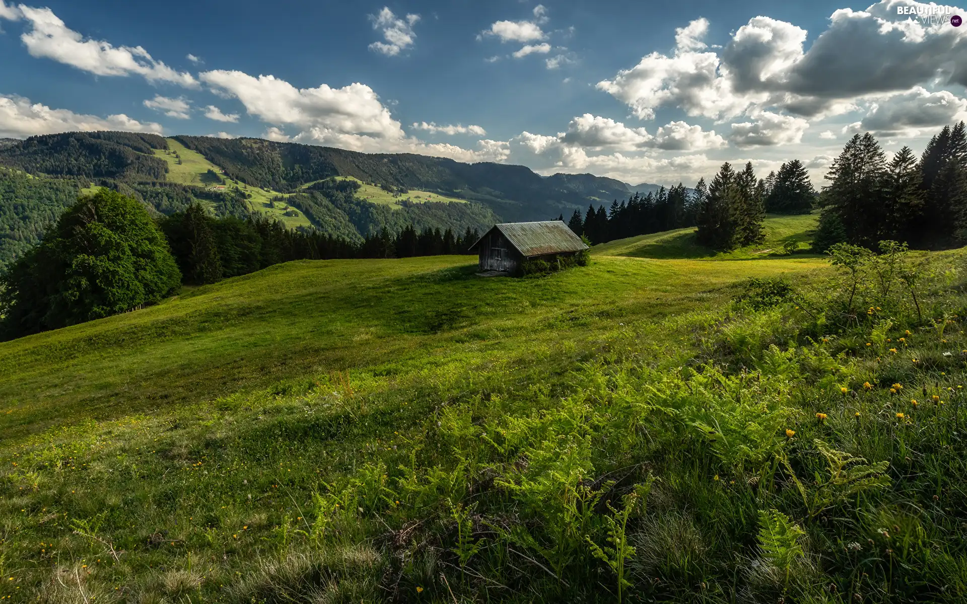 trees, viewes, clouds, Meadow, house, woods, Hill, grass