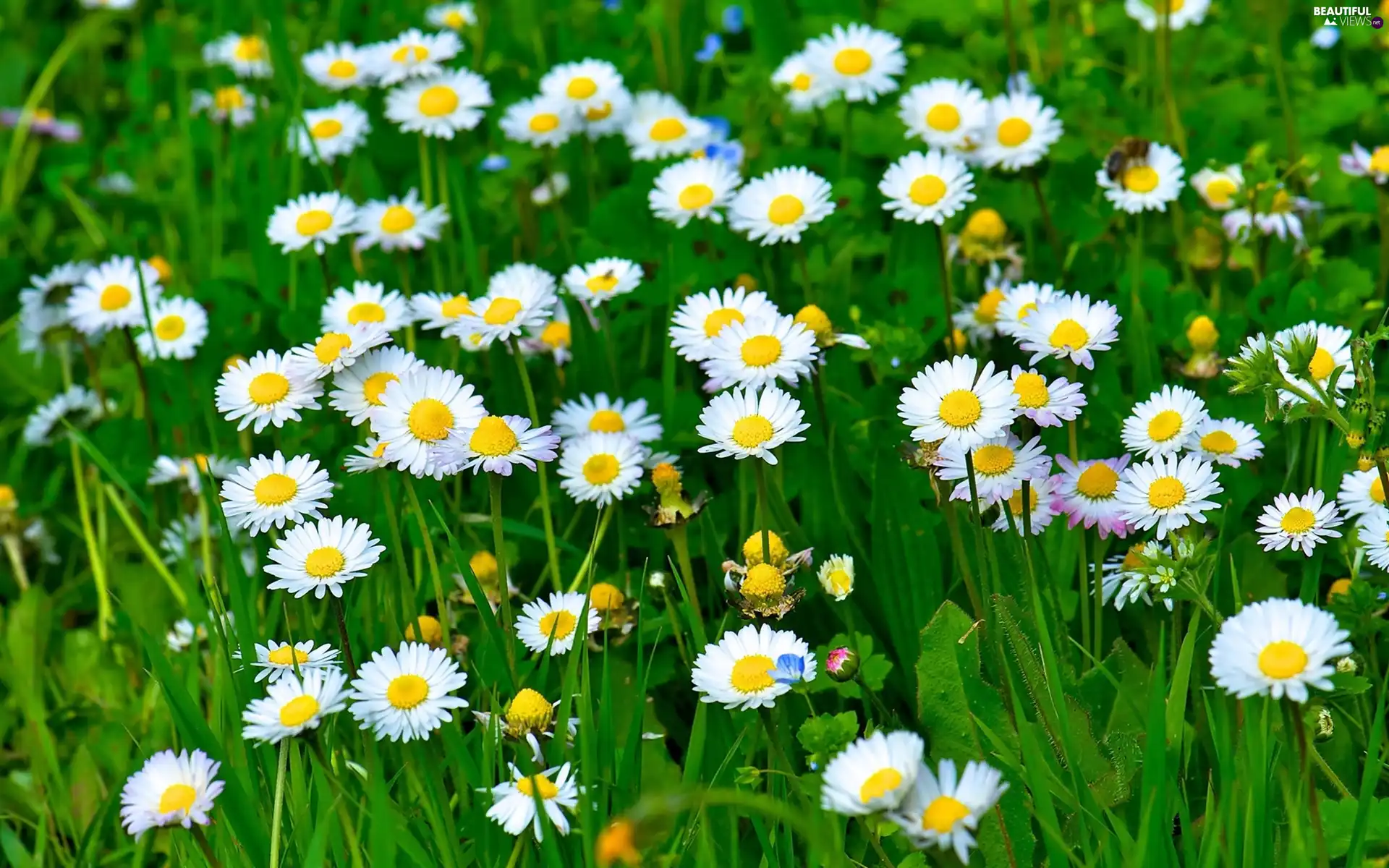 grass, Meadow, daisies