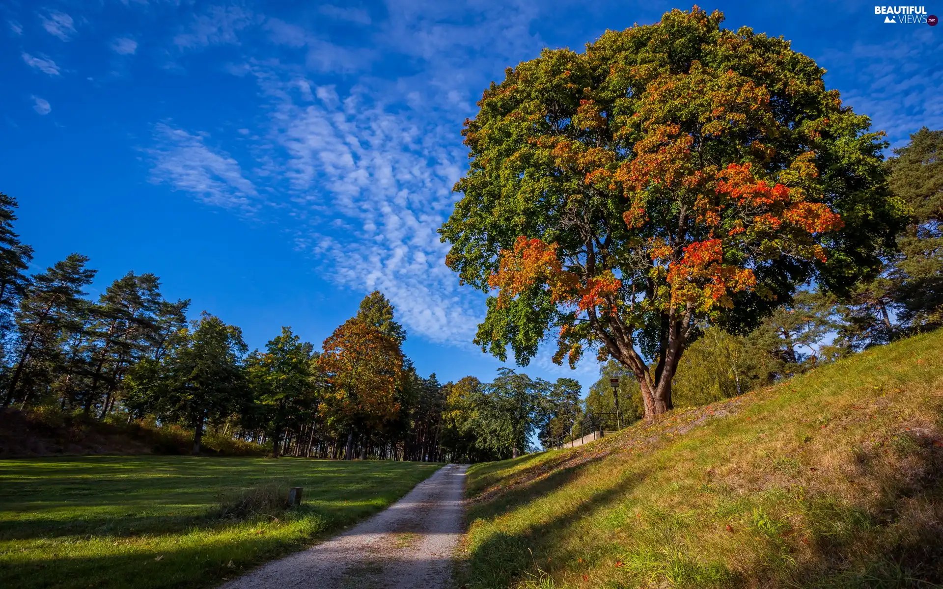 Sky, trees, day, viewes, sunny, Way, autumn, grass
