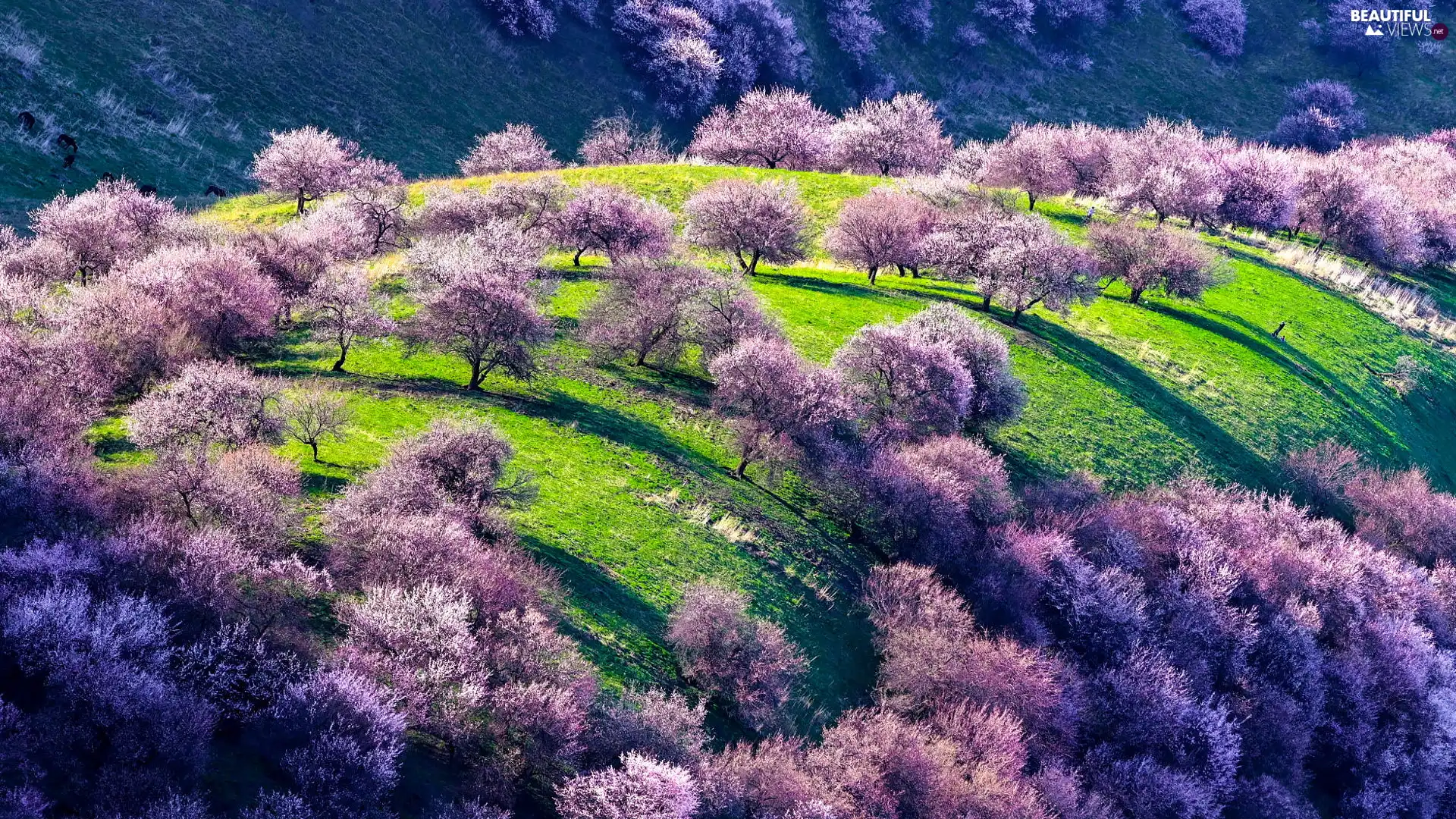 trees, Spring, Green, grass, viewes, Flourished