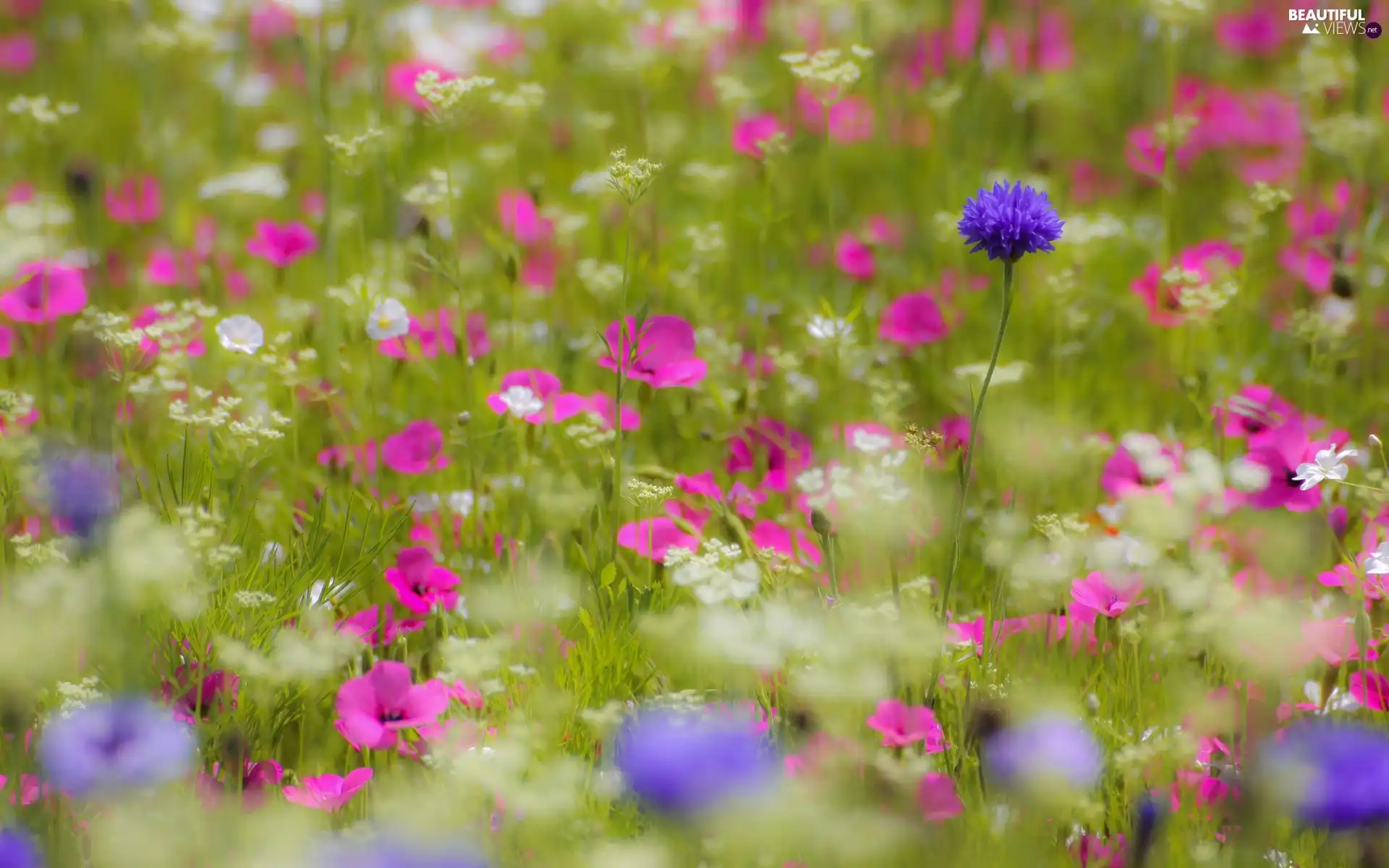 grass, Meadow, Flowers