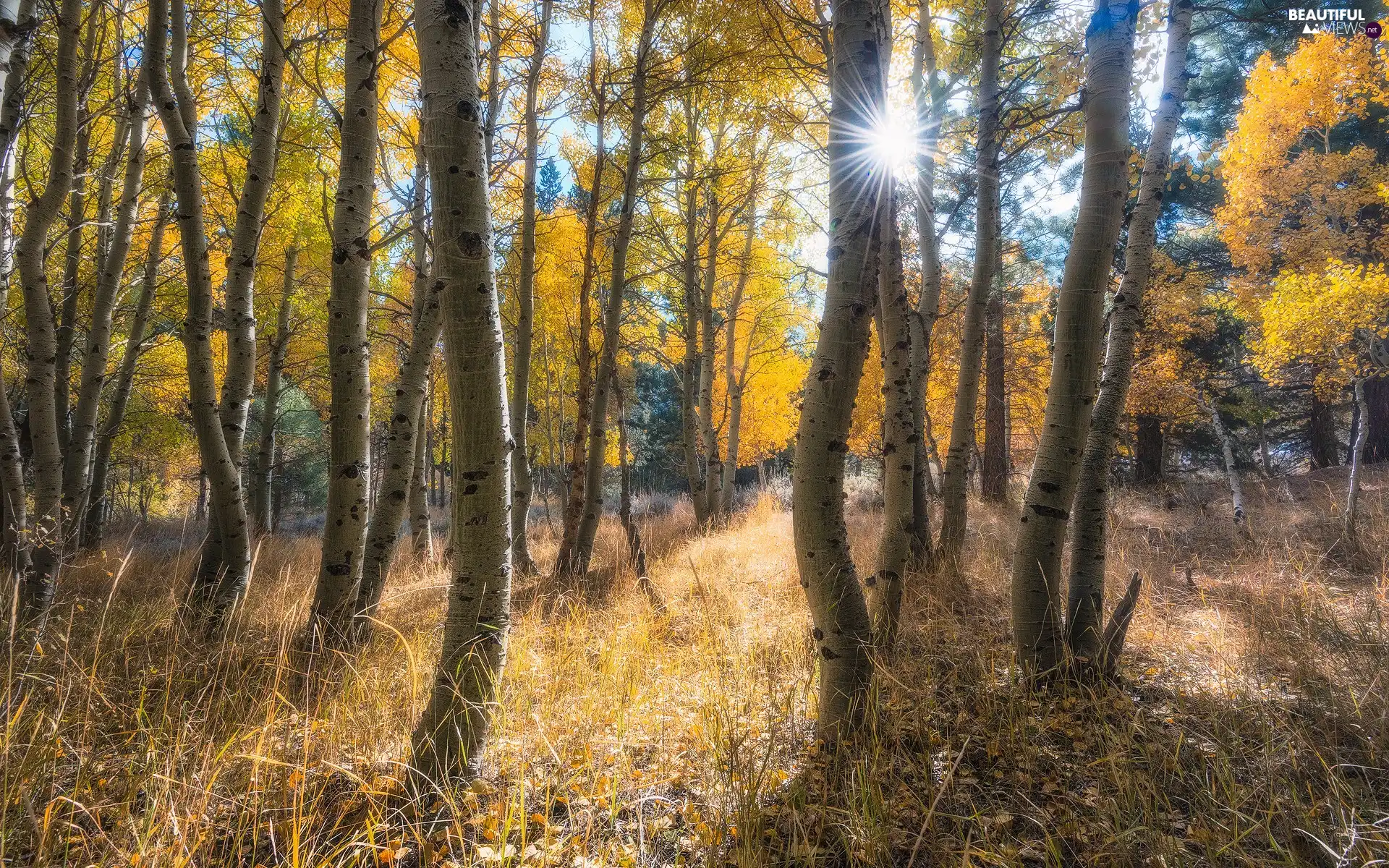 trees, autumn, birch, grass, viewes, forest