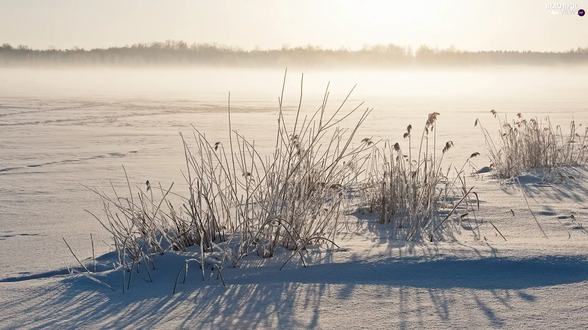 Fog, grass, forest, Field, winter