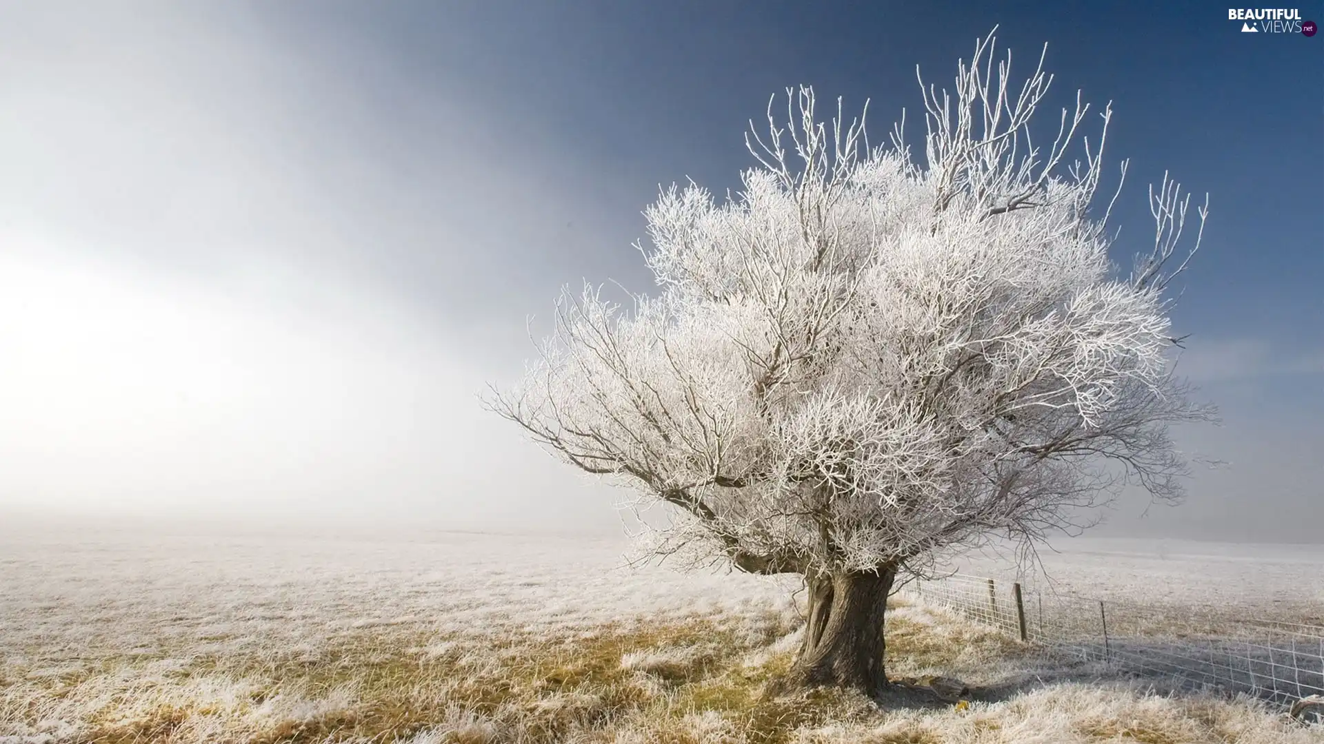 grass, trees, frosted