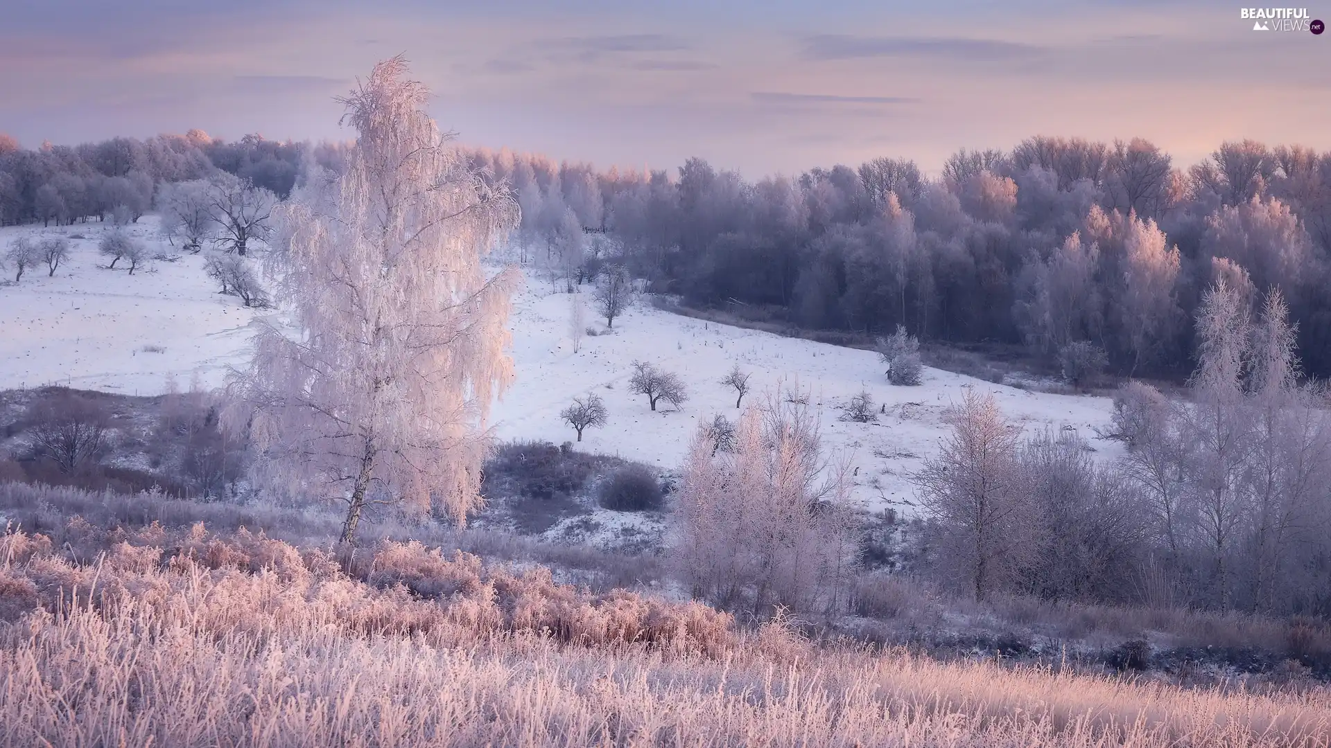 viewes, grass, frosty, trees, winter