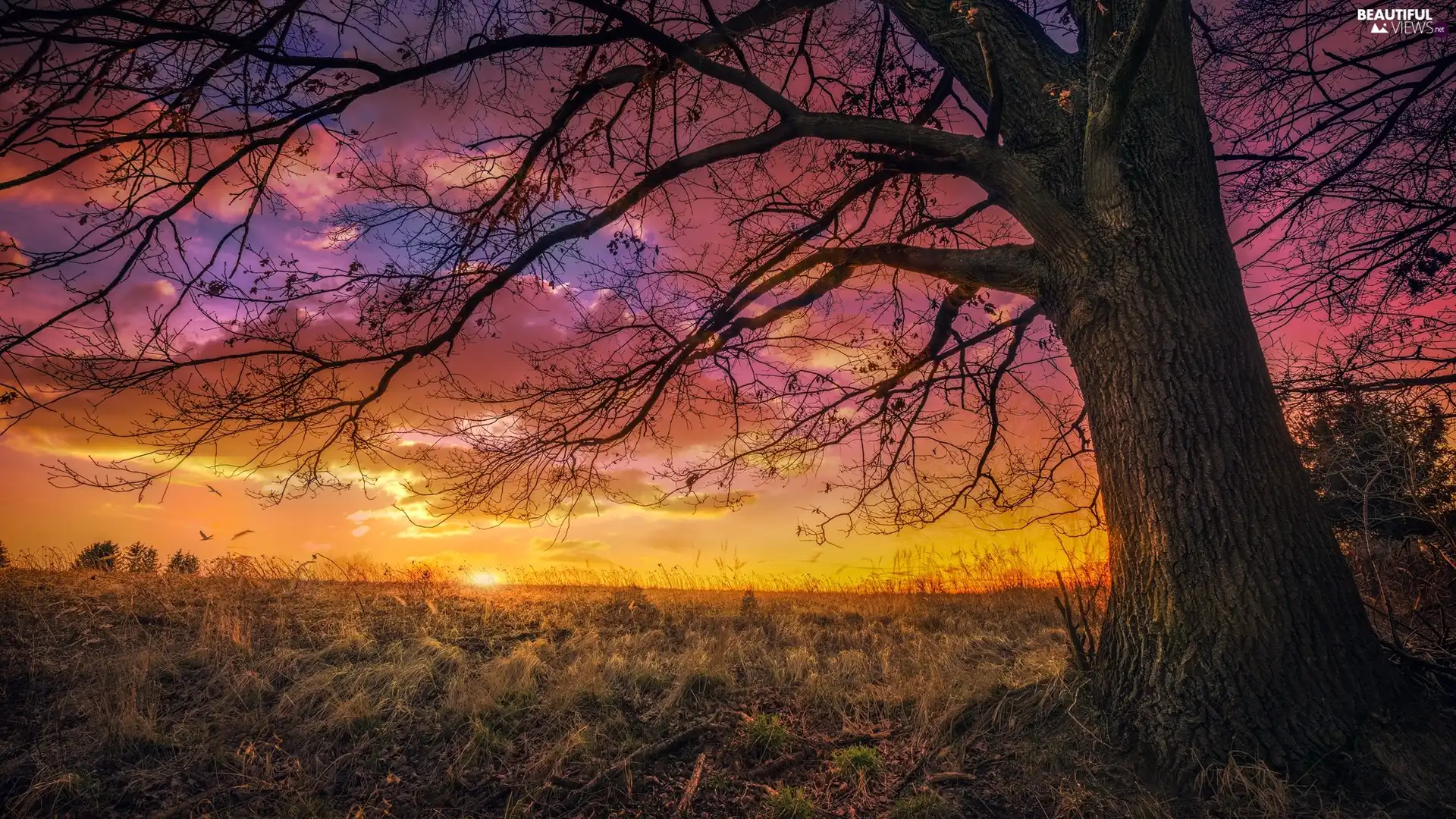 trees, grass, Great Sunsets, clouds