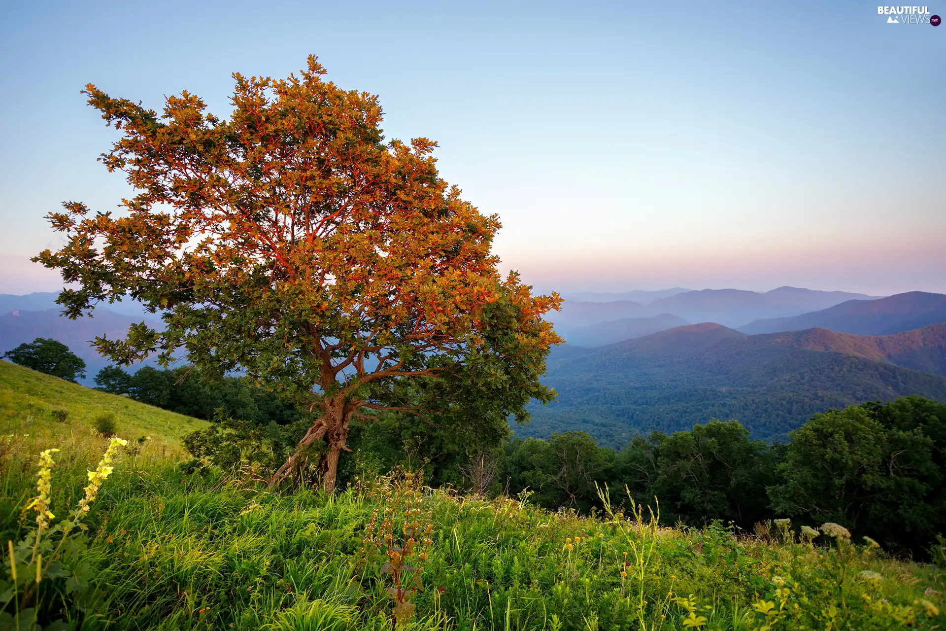 Green, grass, Hill, Mountains, trees