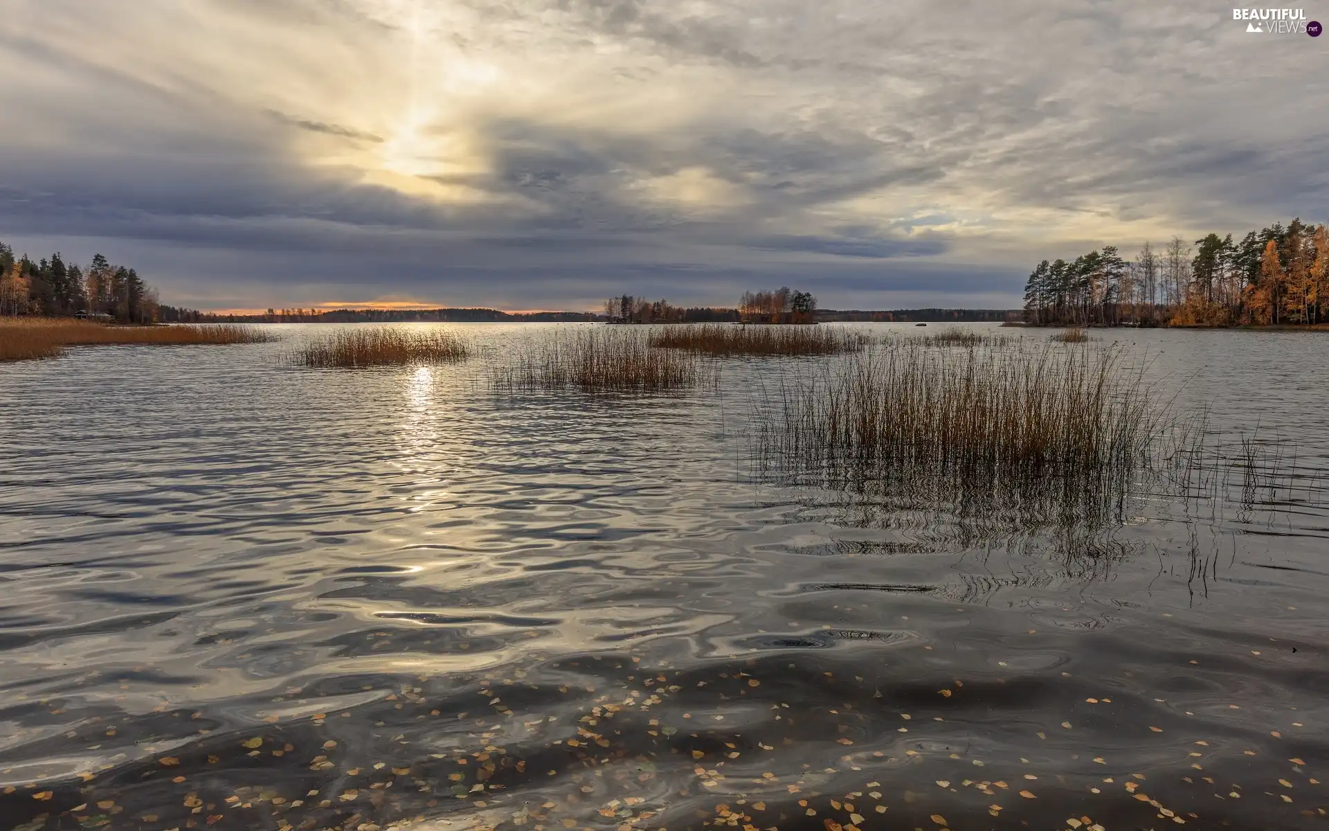 trees, autumn, cane, grass, viewes, lake