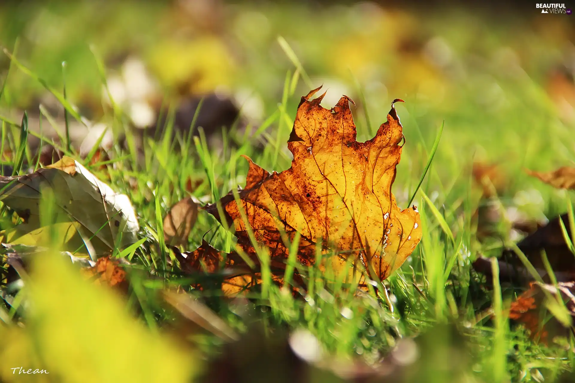 grass, dry, leaf