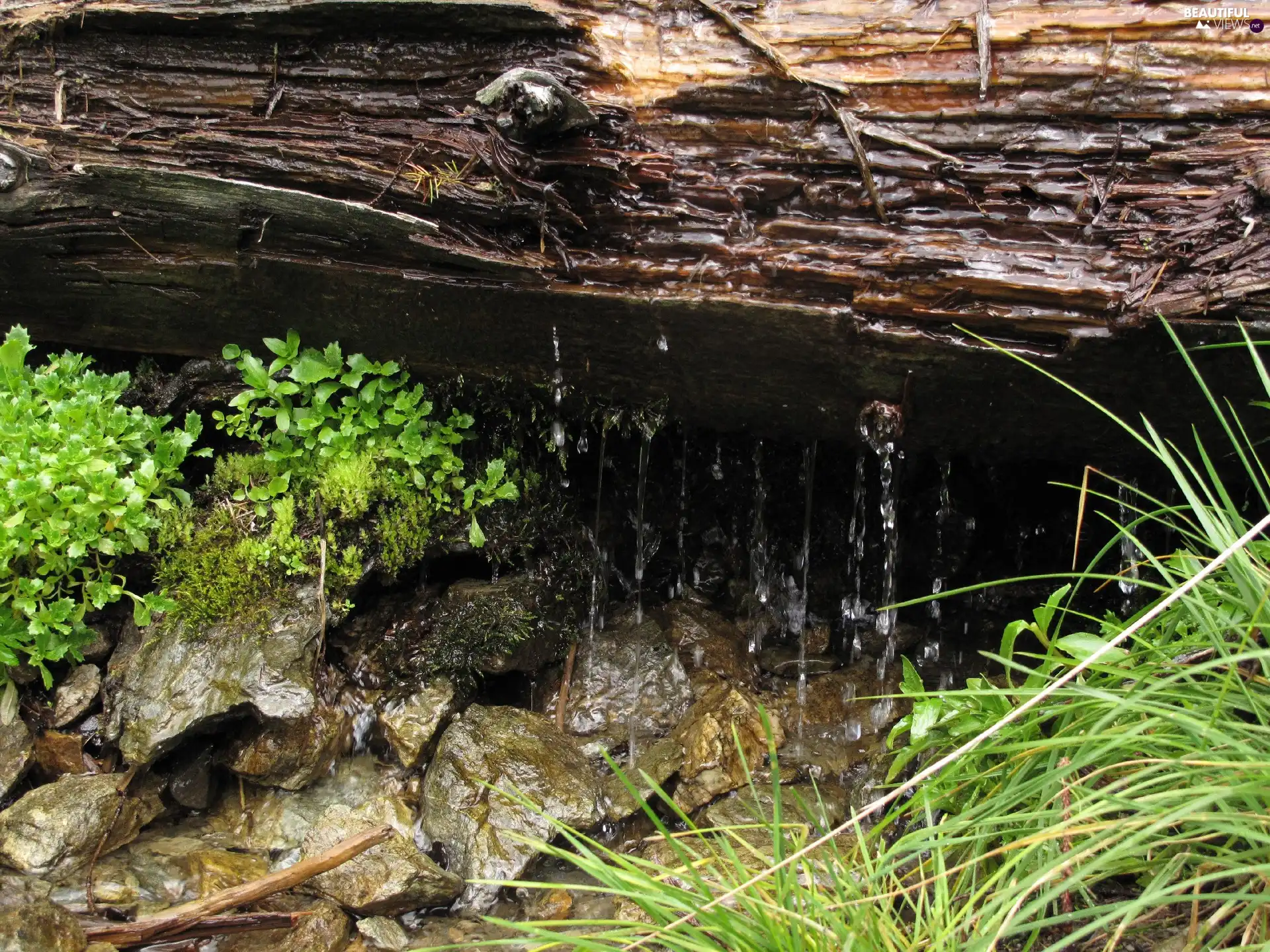 log, rocks, grass, water