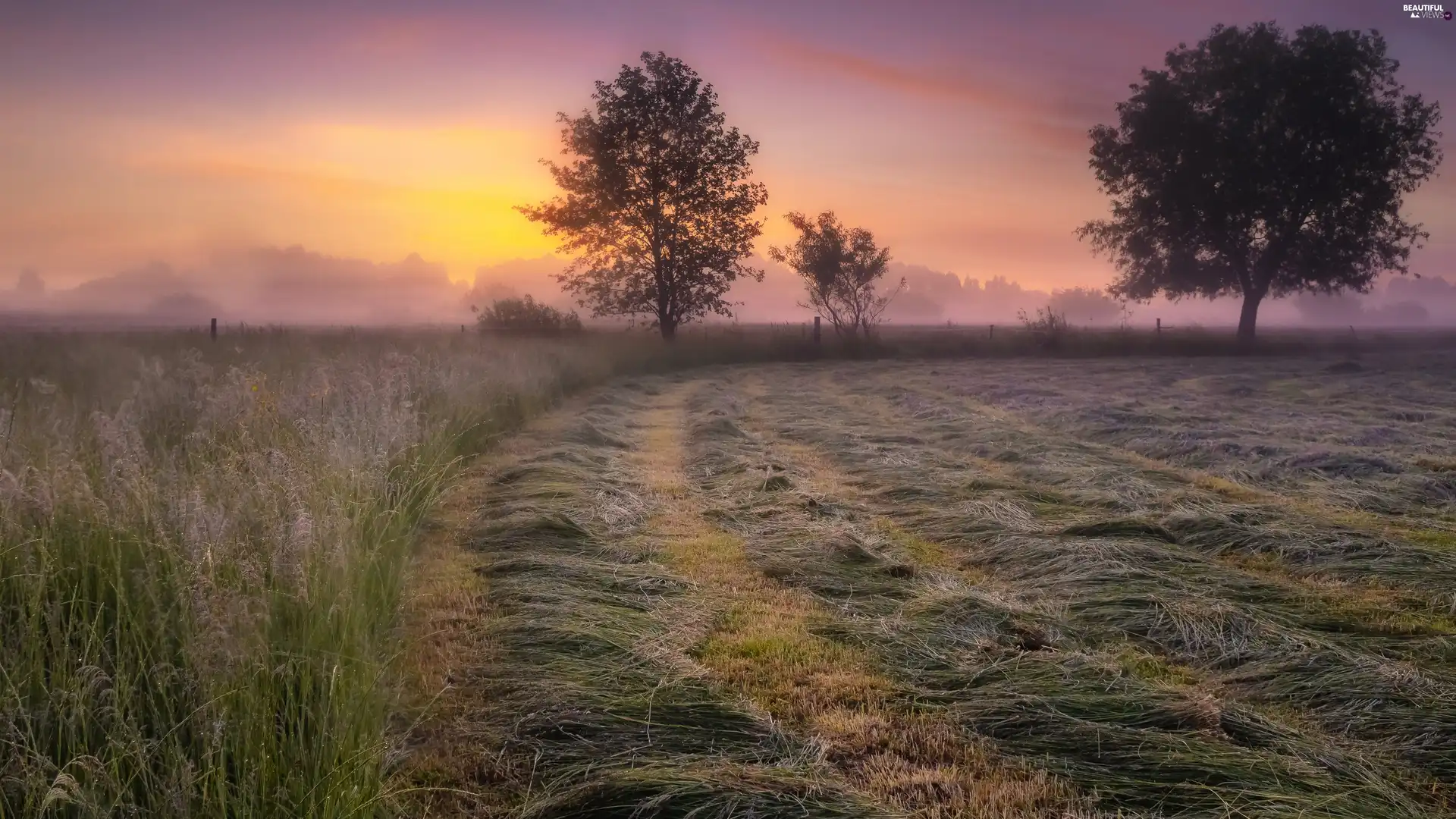 trees, Fog, morning, grass, Meadow, viewes, Sunrise