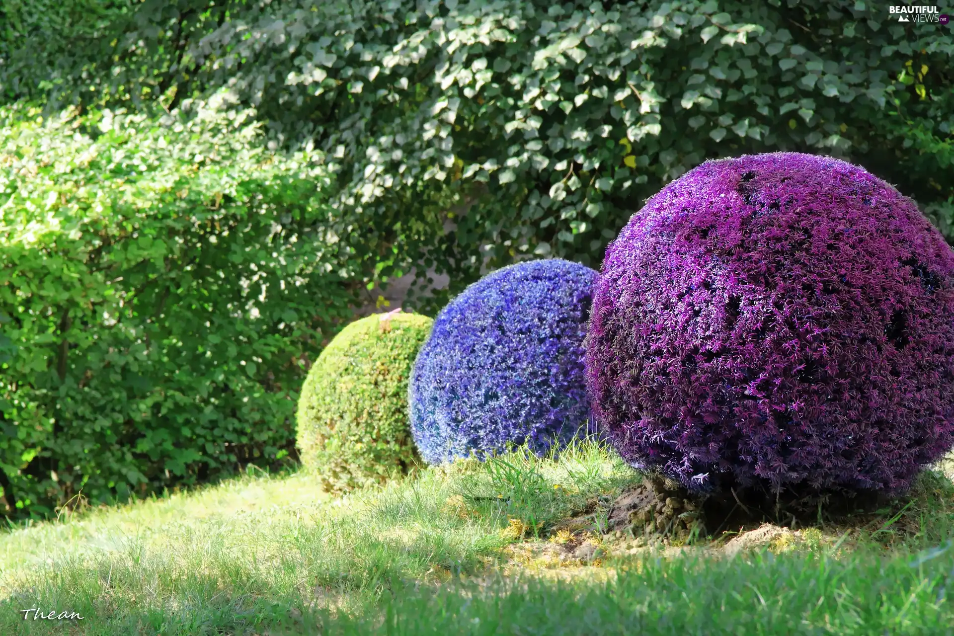 trees, Bush, grass, Park, viewes, Orbs