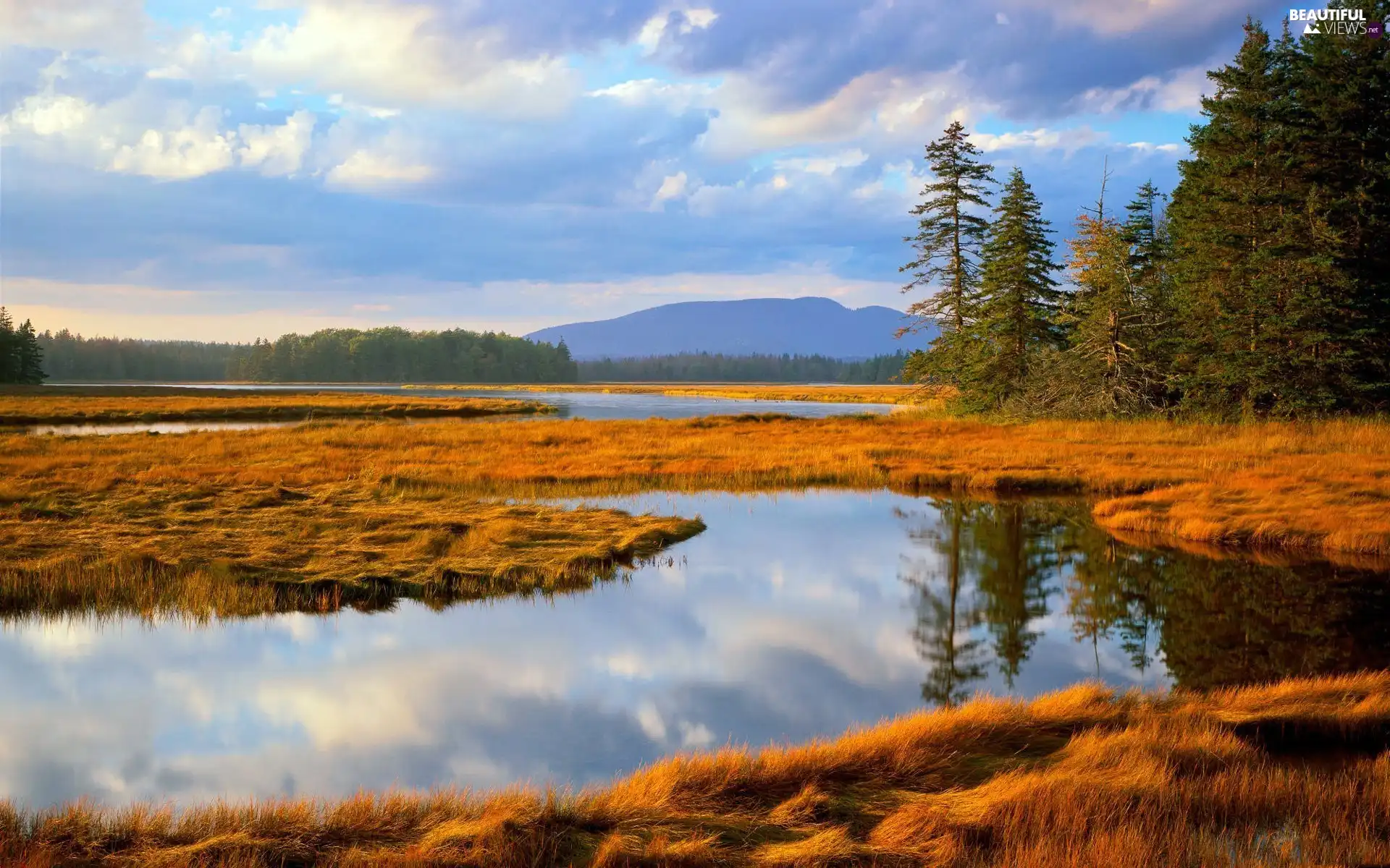 flood plain, Yellow, grass