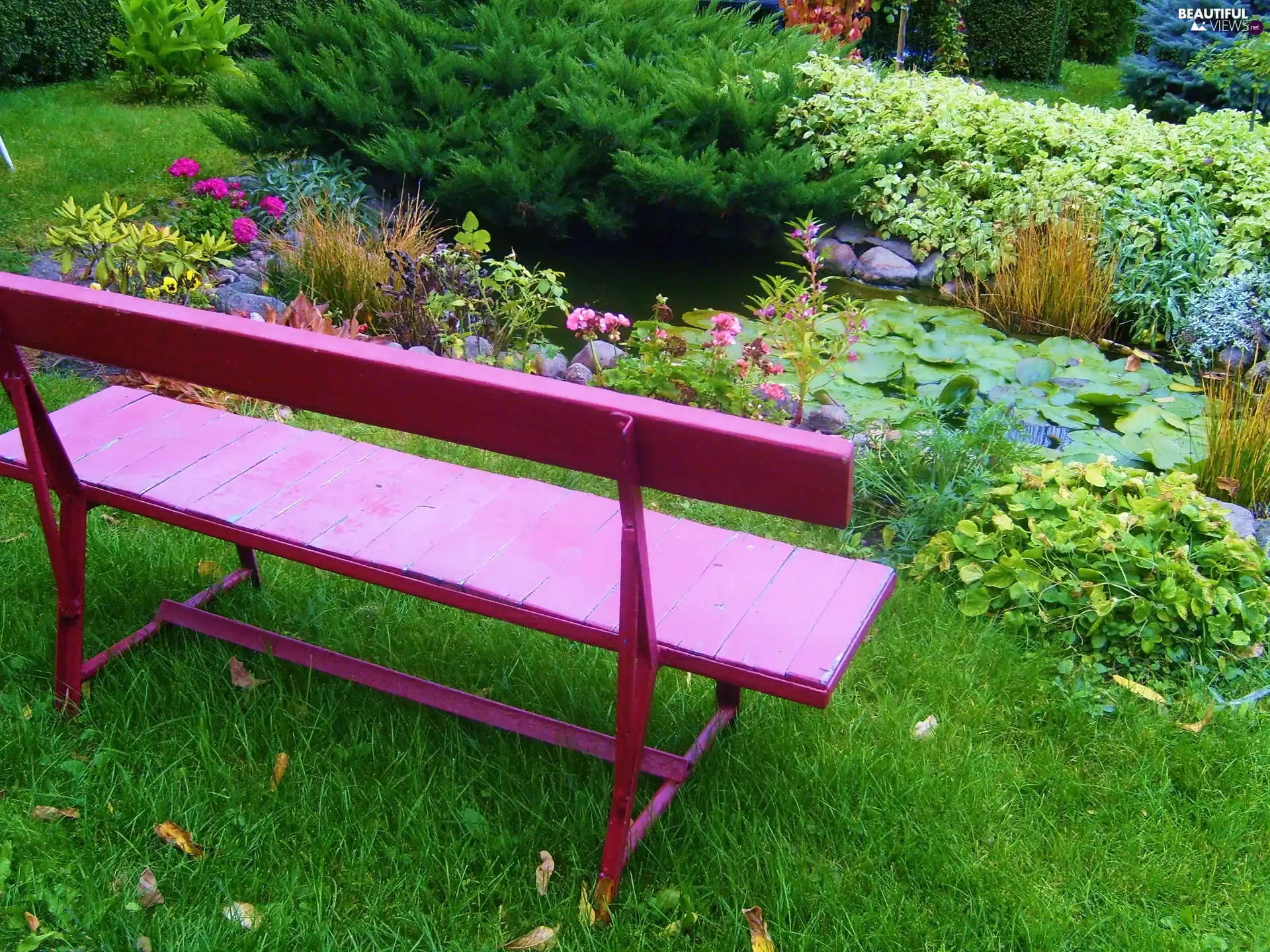 grass, Bench, pond