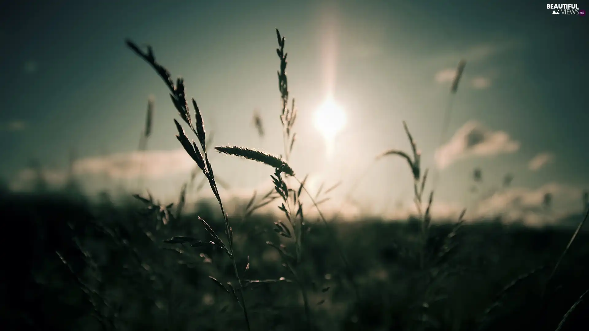 grass, sun, rays