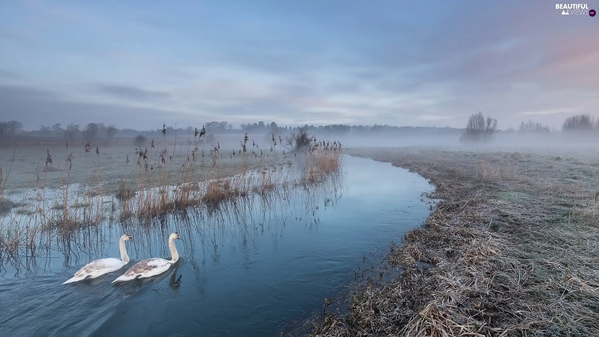 River, Fog, Swan, grass