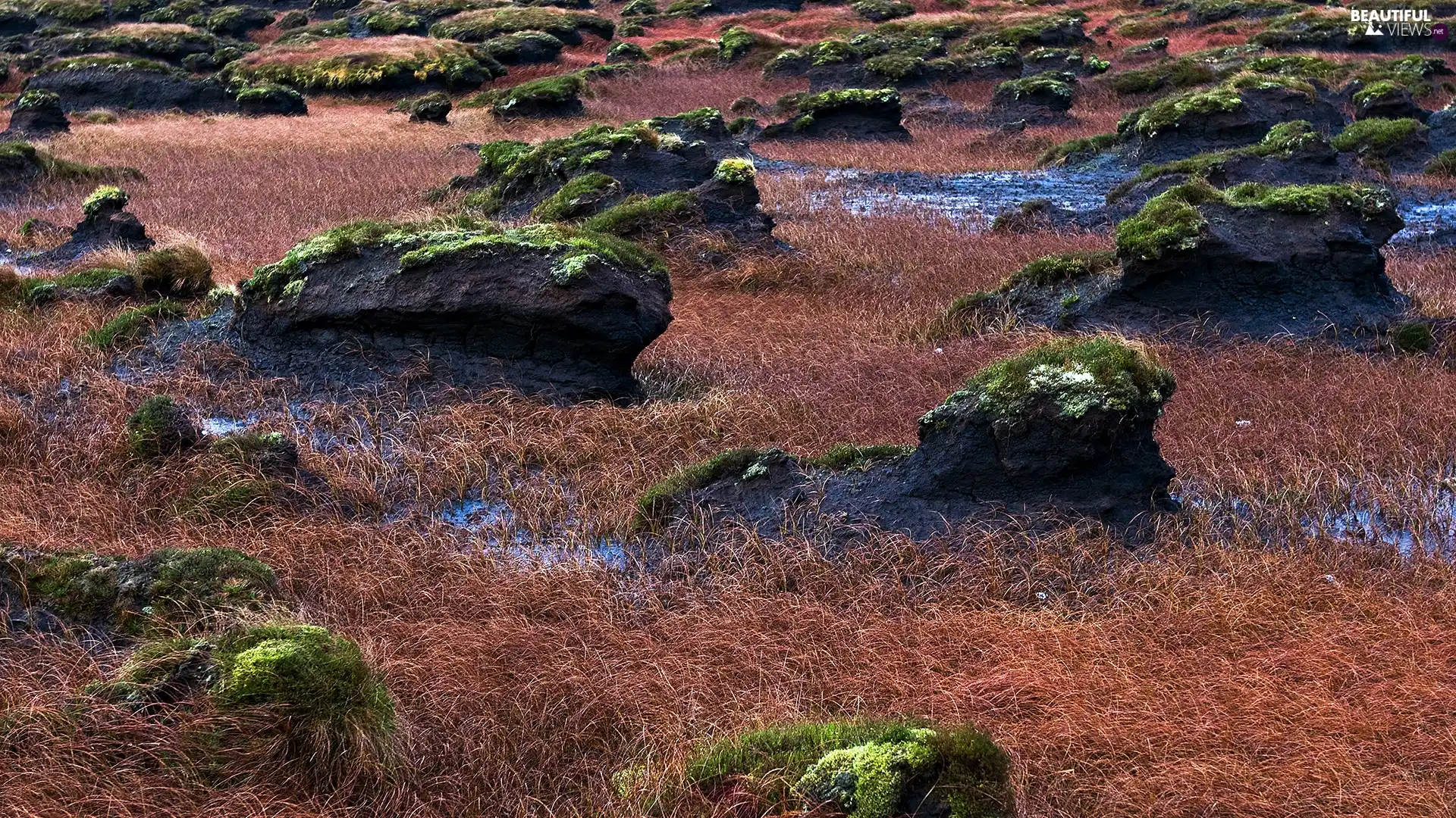 rocks, moss, grass, Wooded