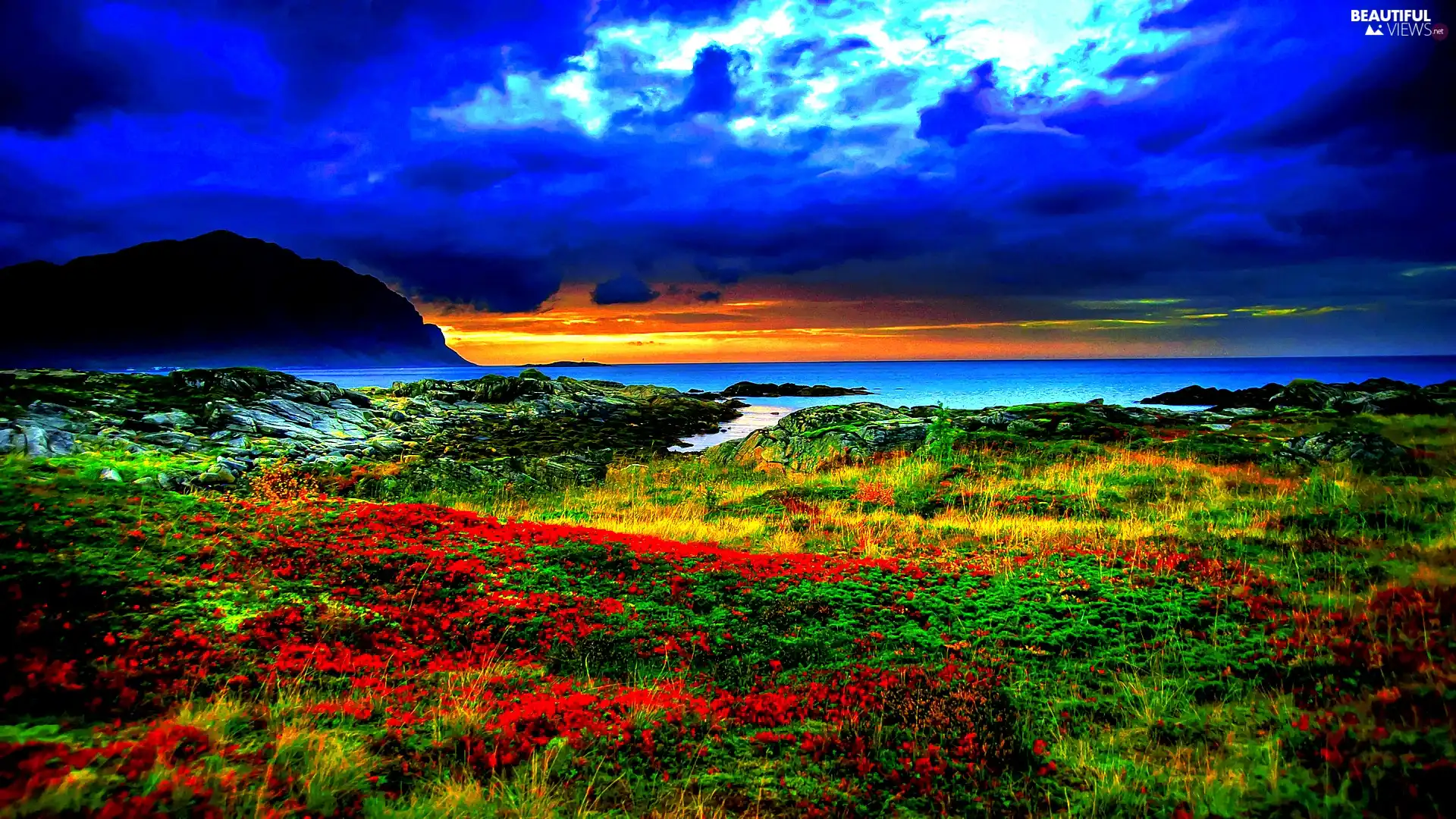 Sky, Flowers, grass, water