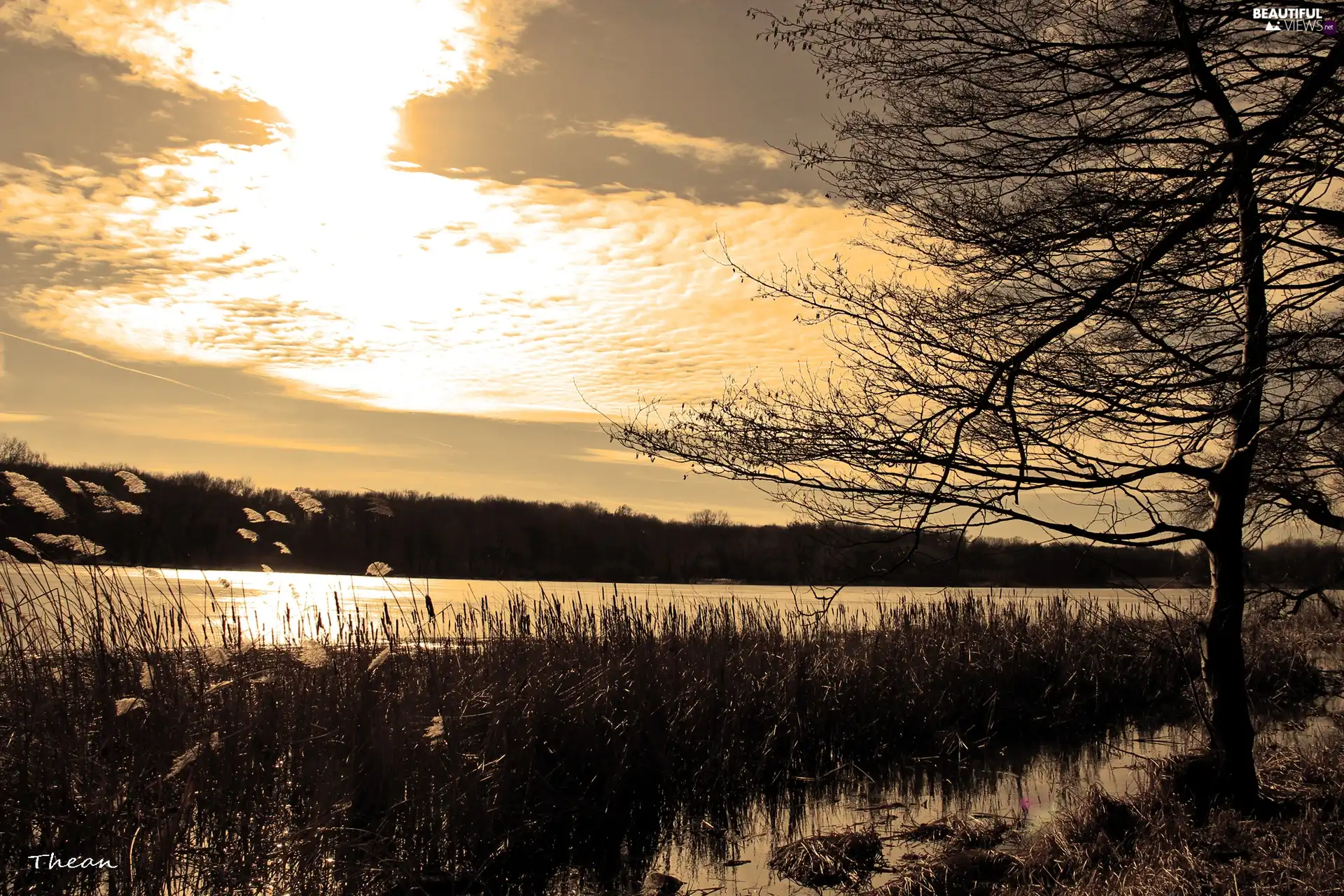 grass, Sky, trees, viewes, lake