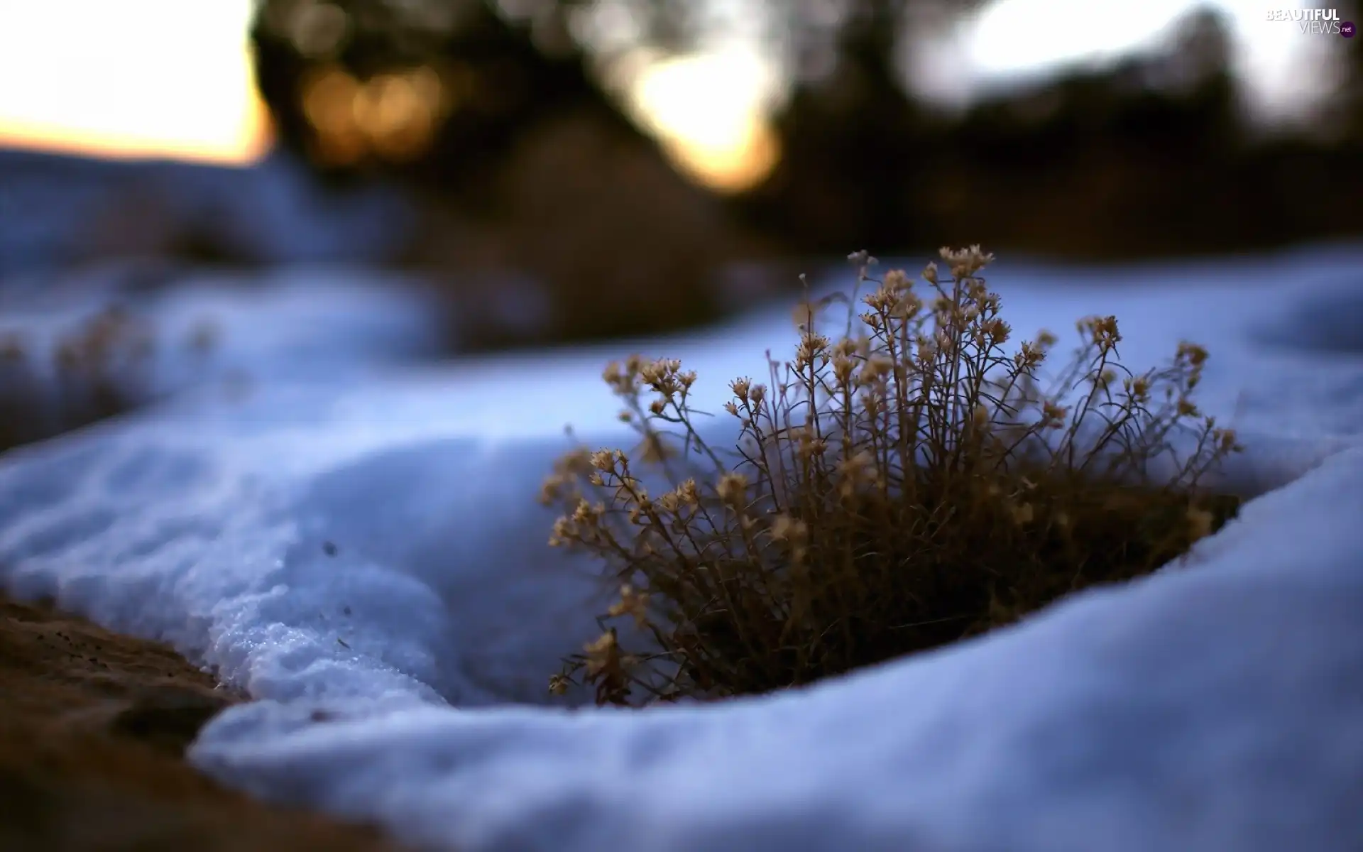 snow, Flowers, grass, dry