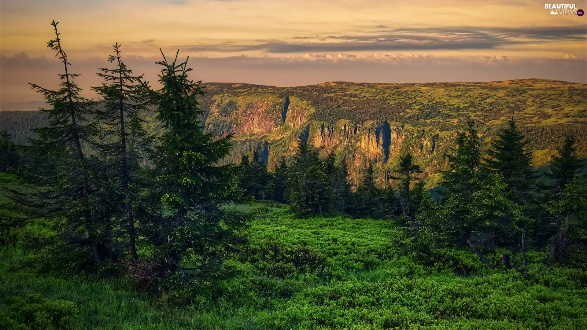 trees, Mountains, Spruces, grass, viewes, Giant Mountains