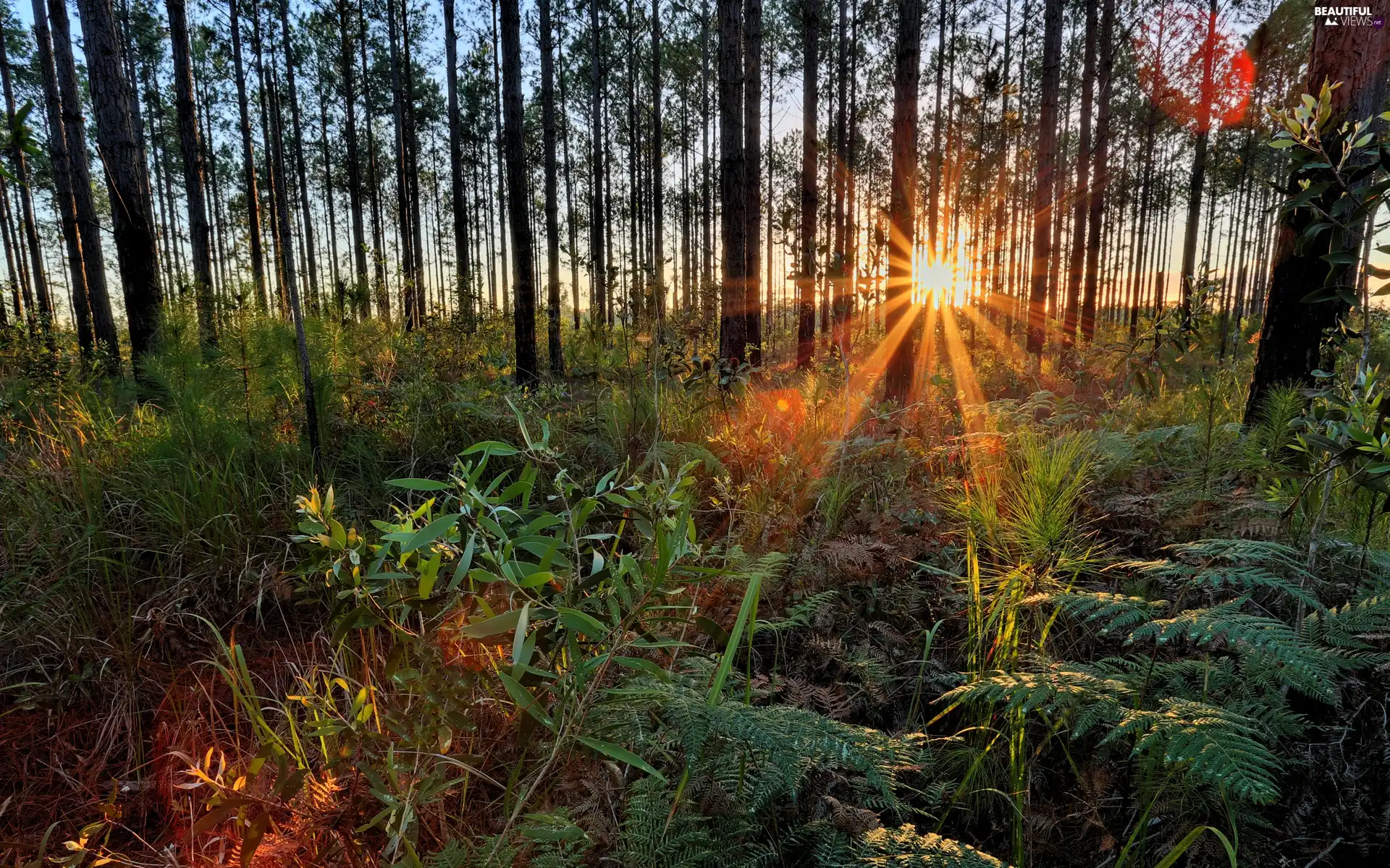 fern, trees, rays, viewes, forest, grass, sun