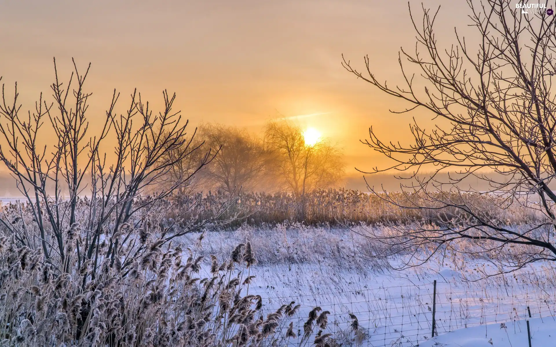 grass, snow, viewes, morning, Bush, winter, trees, Fog, Sunrise, frosted