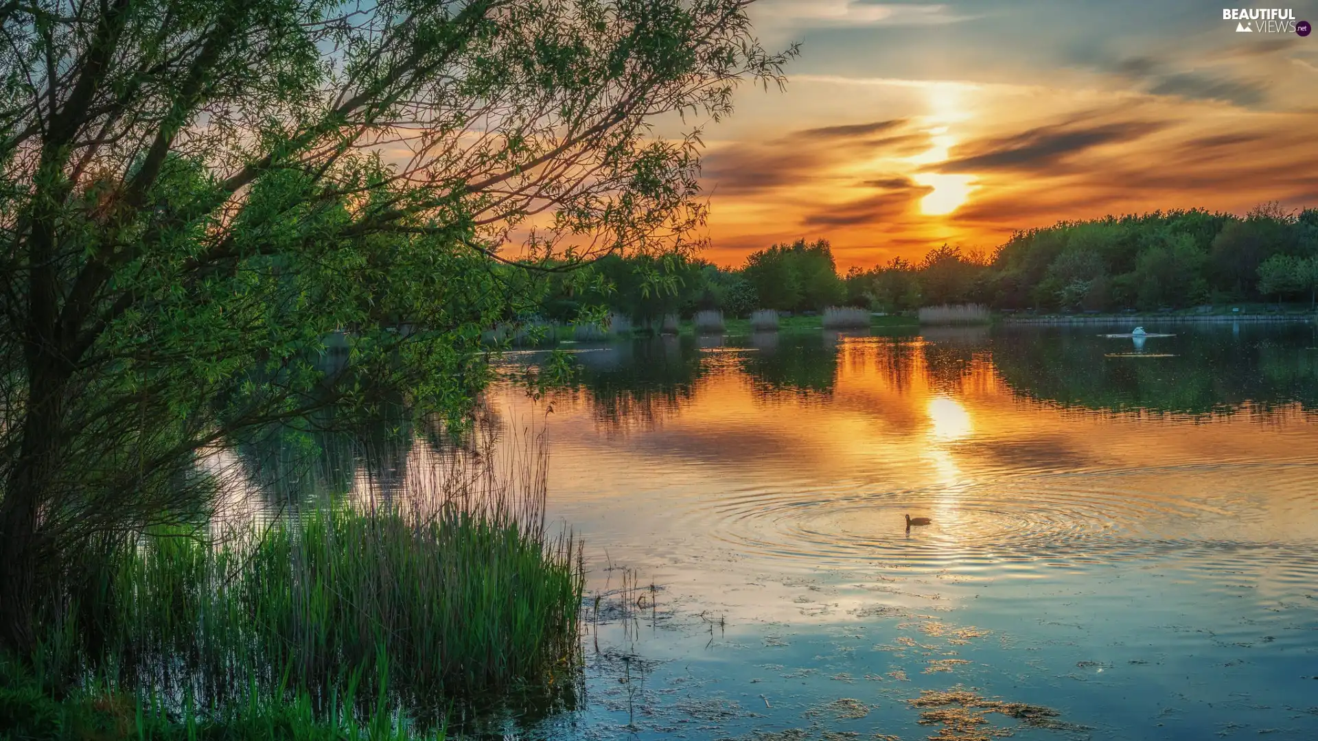 trees, Great Sunsets, grass, duck, viewes, lake